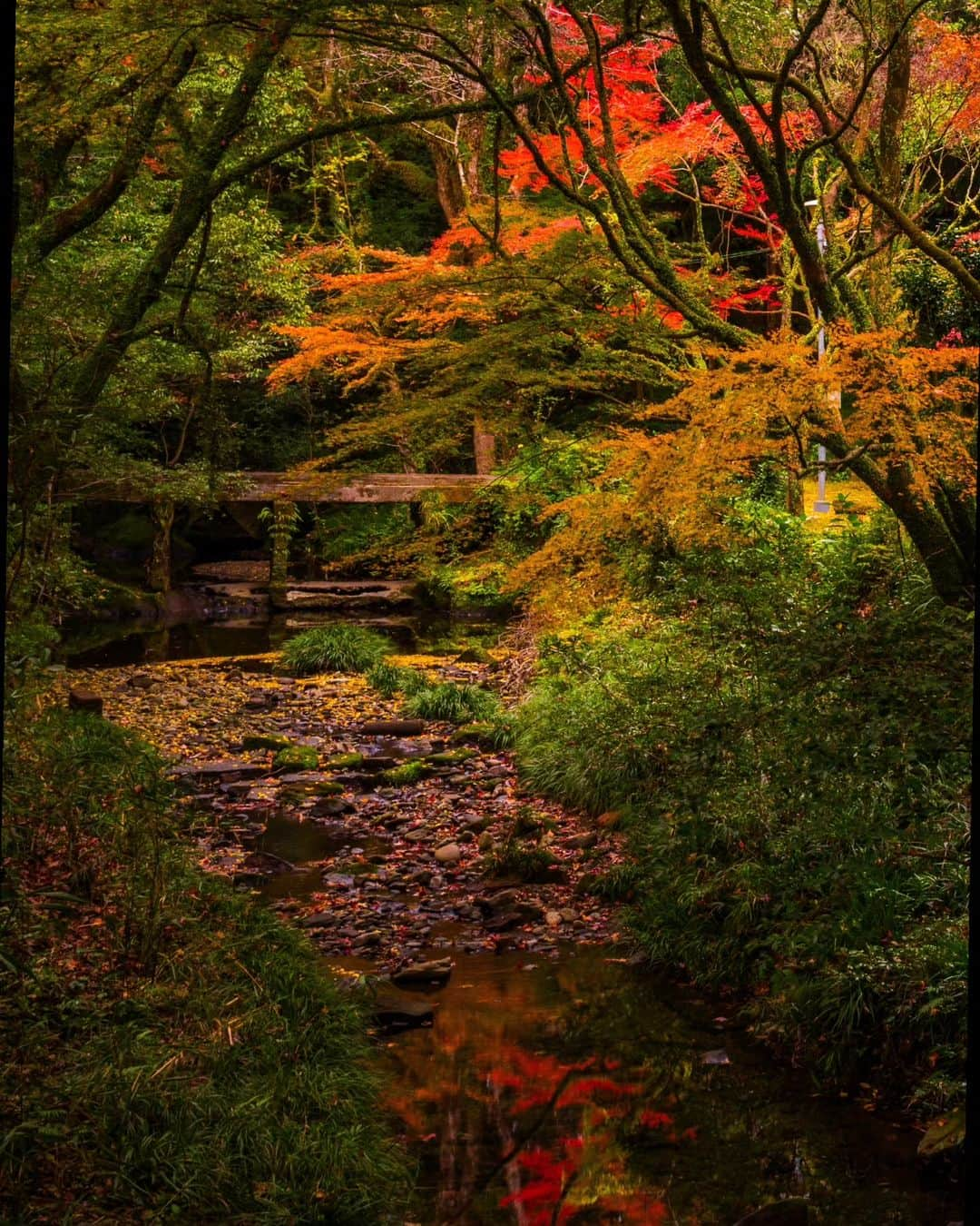 鹿児島よかもん再発見のインスタグラム：「慈眼寺公園敷地内の慈眼寺跡の紅葉🍁＼(^o^)／ R5/11/26  今年は比較的、良いタイミングで訪ねられました。 まだまだこれからのものもありますが、今週は良いタイミングかもしれません。  #鹿児島 #鹿児島観光 #鹿児島市 #谷山 #慈眼寺 #慈眼寺公園 #慈眼寺跡 #鹿児島の風景 #鹿児島の自然 #kagoshima #kagoshimaphoto  #kagoshimaphotograph  #japan #kyusyu」