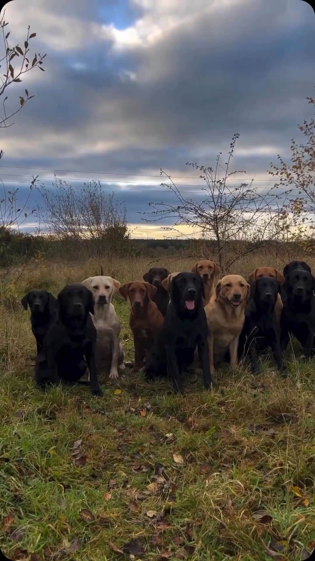 The Luxury Lifestyle Magazineのインスタグラム：「Roll call with the pack  @ slingley_gundogs   #labradorretriever #chocolatelab #foxredlab #yellowlab #blacklabsquad #training #teampureflax #gundogtrainer  #slingleygundogs #pickingupteam  #instavideo」