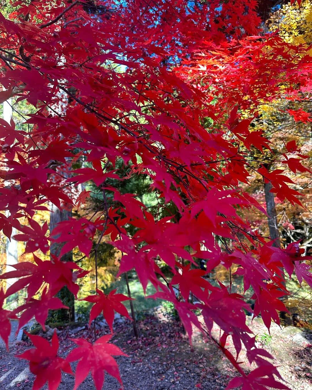 道端カレンさんのインスタグラム写真 - (道端カレンInstagram)「🍁🍁  紅葉見物  紅葉の京都南丹市の龍隠寺という禅寺の紅葉がとっても綺麗でした。 新幹線に乗る前に時間が余ったので連れて行っていただきました。 それでも今年、夏が長く続き気温が高かった為、紅葉はあまり綺麗ではないようです。 綺麗に色付くには寒暖差がしっかりあると美しい色を出すそうです。  京都には桜の時期の観光はじめ、夏から秋にかけては毎年京都トライアスロンでも来ていましたが、実は紅葉を見れたのは初でした。  来年からは毎年この時期に合わせて来たいなと思えるくらい綺麗でした。  #南丹市文化観光大使 #南丹市 #南丹市スポーツ協会 #京都 #龍隠寺 #禅寺 #紅葉」11月26日 16時46分 - karenmichibata