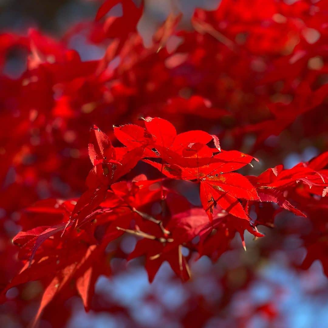 行正り香のインスタグラム：「京都の北野天満宮、永観堂、南禅寺の真っ赤な紅葉🍁。生まれた時、紅葉の葉っぱのように小さな手をしていた次女と見ることができました。#行正り香 #rikayukimasa #kyoto」