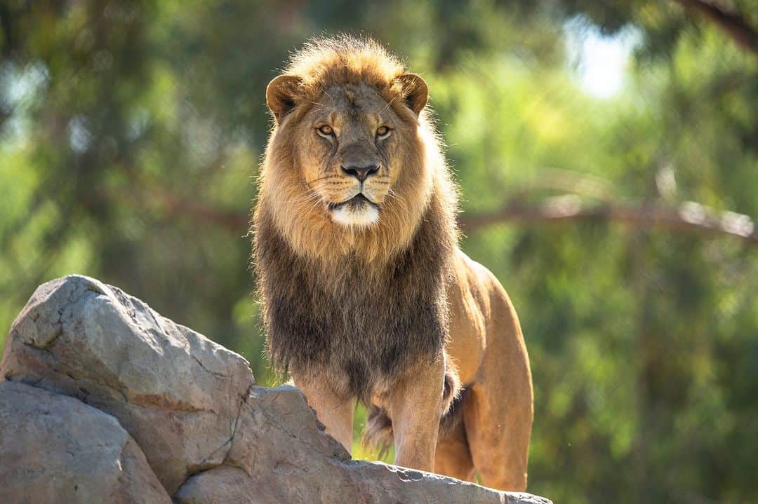 タロンガ動物園のインスタグラム：「Did you catch the season premiere of Taronga: Who's Who in the Zoo? On this week's episode we head five hours west to Taronga Western Plain's Zoo as we take a trip down memory lane to when lion Lwazi first met lioness Marion 🦁🧡💚  Catch up on the last three seasons and follow-up episodes via our Taronga Documentary hub via our link in bio ☝️  #forthewild #tarongawhoswhointhezoo」