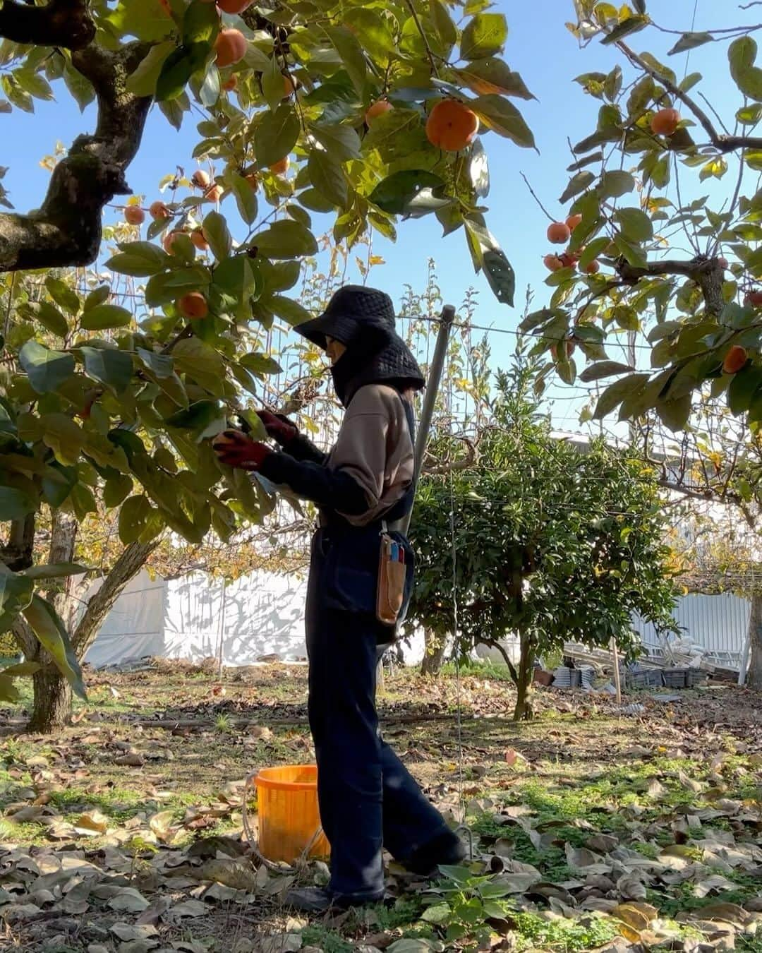 Asano Minamiのインスタグラム：「今日は密かにめっっちゃ楽しみにしてた柿の収穫でした🍂好きな果物ランキング1位だもの！」