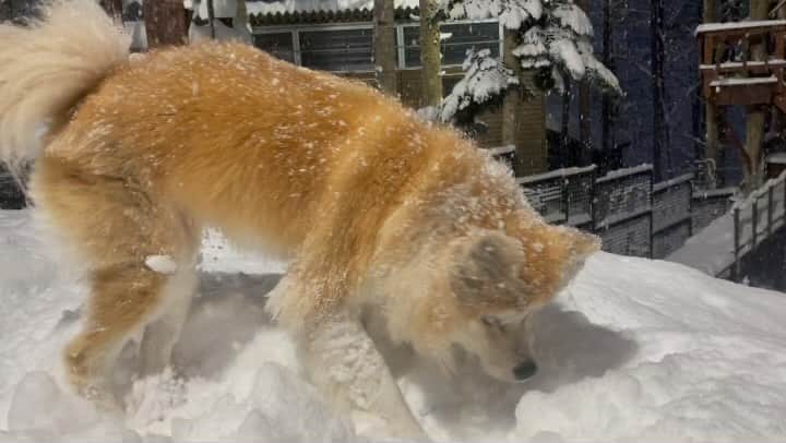 鈴井貴之のインスタグラム：「まだ11月なのに赤平は豪雪です。」