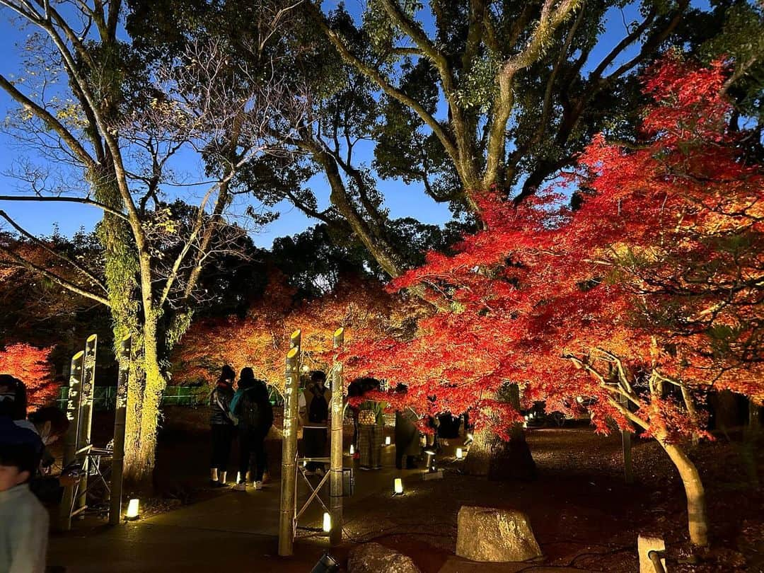 林田雪菜さんのインスタグラム写真 - (林田雪菜Instagram)「昨日行ってきましたー！秋のくまもとお城まつり🏯 こちらは旧細川刑部邸の紅葉と竹あかり🍁  去年も綺麗だったけど 今年も綺麗だったー✨ 先日アップした時よりだいぶ木々が色付いていて 見頃でしたよ！ 今年もめちゃくちゃ映えでした🫶 時間は夜9時まで、来月３日までです！  いきなり団子やホットココアなど温かいものも売ってあるので寒くても大丈夫です🤤笑 他にも土日祝はキッチンカーもあるので小腹満たしにも良いですね✌️  #秋のくまもとお城まつり #秋のくまもとお城まつり2023 #熊本 #熊本観光 #熊本市 #旧細川刑部邸 #熊本城 #熊本紅葉 #竹あかり #12月3日まで #pr #ライトアップ #映えスポット #映えスポット熊本」11月26日 17時22分 - hayashidayukina