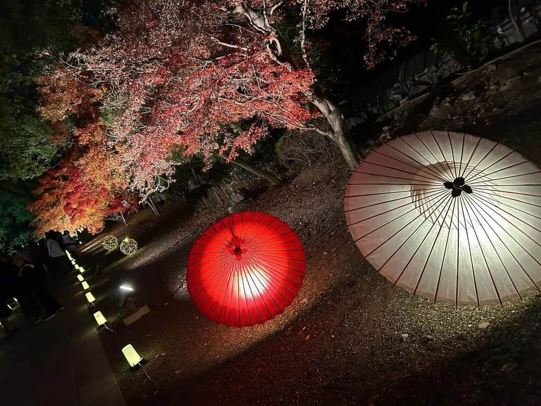 林田雪菜さんのインスタグラム写真 - (林田雪菜Instagram)「昨日行ってきましたー！秋のくまもとお城まつり🏯 こちらは旧細川刑部邸の紅葉と竹あかり🍁  去年も綺麗だったけど 今年も綺麗だったー✨ 先日アップした時よりだいぶ木々が色付いていて 見頃でしたよ！ 今年もめちゃくちゃ映えでした🫶 時間は夜9時まで、来月３日までです！  いきなり団子やホットココアなど温かいものも売ってあるので寒くても大丈夫です🤤笑 他にも土日祝はキッチンカーもあるので小腹満たしにも良いですね✌️  #秋のくまもとお城まつり #秋のくまもとお城まつり2023 #熊本 #熊本観光 #熊本市 #旧細川刑部邸 #熊本城 #熊本紅葉 #竹あかり #12月3日まで #pr #ライトアップ #映えスポット #映えスポット熊本」11月26日 17時22分 - hayashidayukina