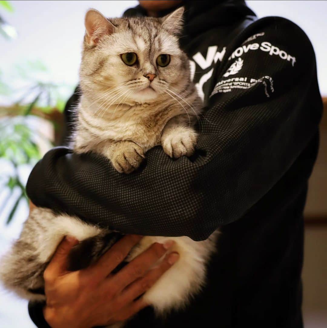 寅次郎（とらちゃん）さんのインスタグラム写真 - (寅次郎（とらちゃん）Instagram)「うっかりお父ちゃんに抱っこされちゃった小梅だにゃ🐻‍❄️  #ぽってり #困り顔猫 #ミヌエット #catlover #猫のいる暮らし  #抱っこ猫」11月26日 17時44分 - torachanthecat