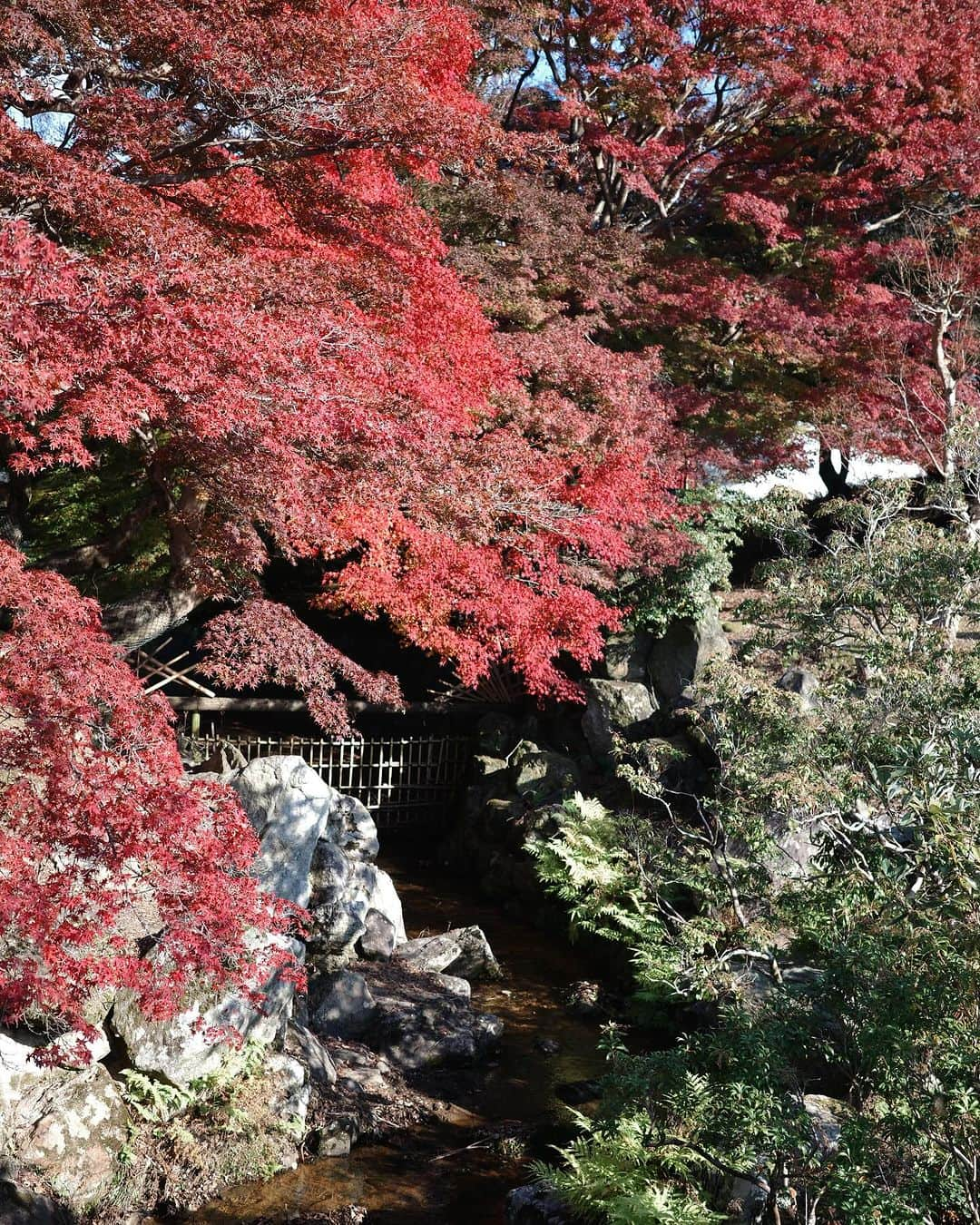 デフィ・キナル・プトリのインスタグラム：「Autumn in Nara😍 . ft anak ngantuk」