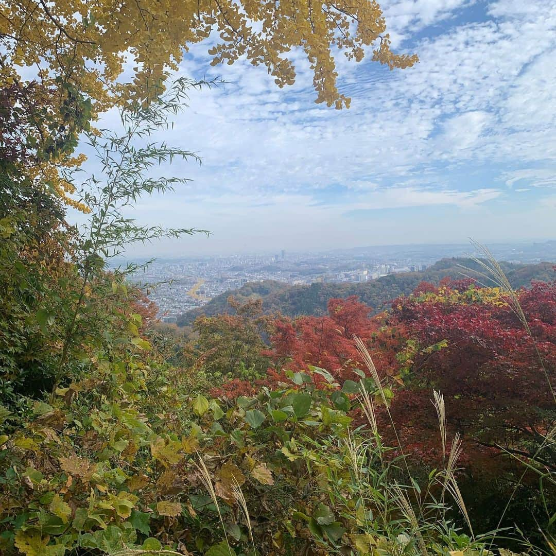 片岡メリヤスさんのインスタグラム写真 - (片岡メリヤスInstagram)「JR高尾駅〜高尾山古道入口〜高尾山〜城山〜千木良登山口〜相模湖〜相模湖温泉うるり(プレジャーフォレスト)〜相模湖駅  紅葉真っ盛りの祝日にアグパーと山登り。 城山から相模湖へ下る道がとても良かった。 千木良登山口から相模湖駅へ帰ってもよかったけど、まだまだ歩ける感じだったから1時間くらい歩いて温泉まで行った。 帰りはプレジャーフォレストからバスで相模湖駅まで。 なんだかんだで3万歩くらい歩いた。 平日なら逆ルートで京王高尾山口に下りて温泉行くのもいいなと思った。 冬の間は気軽な山登りに月に2回くらい行ければ理想的だけど現実はなかなか難しい。 でも気軽に山登りに一緒に行ってくれる友達がいてくれるのはうれしい。」11月26日 17時58分 - kataokameriyasu