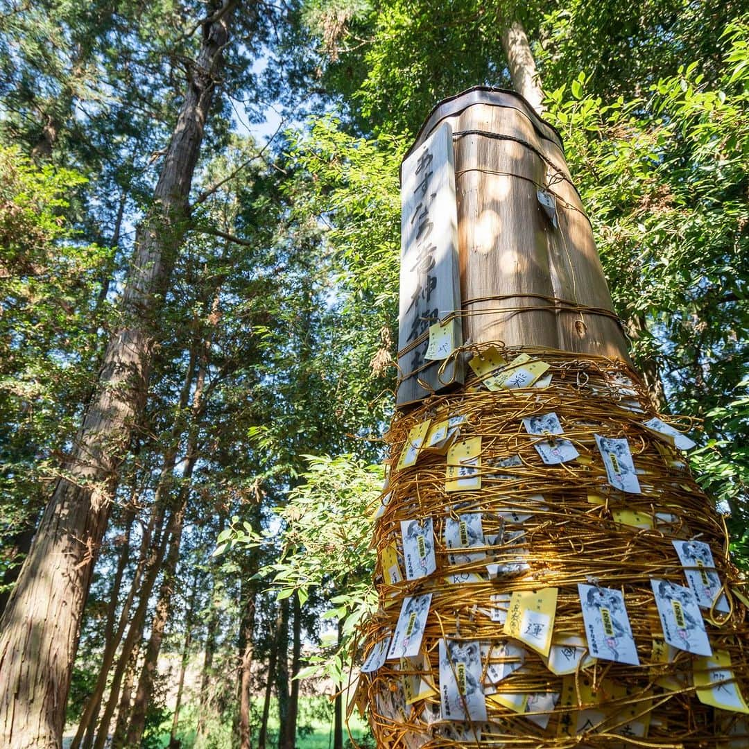 旅色さんのインスタグラム写真 - (旅色Instagram)「【栃木県｜栃木・佐野・足利・鹿沼】下野星宮神社　| 厄除け・方位除け・開運導きの神様⛩🐇  大同2年（807年）、藤原鎌足公十代の後裔である飛鳥井刑部卿が開拓司として居住、所を児山の郷の乾の方にして宮内と称し、磐裂神・根裂神を祀る鎮守とされたのが始まりとされる「下野星宮神社」。 のちに香取神宮より経津主神を勧誘。  御神徳は開運厄除・方位除け・武運・開拓・窮地を救うといった、人々が背負う星々（一生）をお守りいただける霊験あらたかな神社です。  ＼✨おすすめポイント01✨／ ◎パワースポット「あすなろ龍神御柱」 境内にて発見された金色のモグラにあやかり奉製された「あすなろ龍神御柱」は、モグラが龍になって空を飛びたいと願った、日本古来の神話が元になっている。現在は年間多くの人が訪れる、金運上昇・諸願成就のパワースポット。  ＼✨おすすめポイント02✨／ ◎「勝石（魔去る石）」 日頃、知らず知らずの内に自身の身についた厄や魔を厄割玉に移し、「勝石（魔去る石）」に投げて当てることで身が清められ、勝運や幸運を授かるとされる神事。「勝石（魔去る石）」は境内北側の遊歩道にあり、厄割玉は社務所で購入可能。  —-✄———-✄———-✄—ー  【下野星宮神社】 @hoshinomiya_jinja 📍栃木県下野市下古山1530 ［車］北関東自動車壬生ICより約10分 ［電車］JR各線石橋駅より車で約7分 TEL：0285-53-1706 [旅色を見たとお伝えください]  旅色：https://tabiiro.jp/leisure/s/210021-shimotsuke-hoshinomiya/ 公式：https://hoshinomiya-jinjya.com/  —-✄———-✄———-✄—ー  #旅色 #下野星宮神社 #星宮神社 #栃木県 #下野市 #しめ縄 #蛇のしめ縄 #金運 #健康 #長寿 #御朱印 #御朱印帳 #栃木県の神社 #神社巡り #神社 #開運招福 #栃木県 #下野市 #神社 #神社巡り #神社仏閣 #御朱印 #限定御朱印 #神楽 #白狐 #五穀豊穣 #厄除 #方位」11月26日 18時00分 - tabiiro