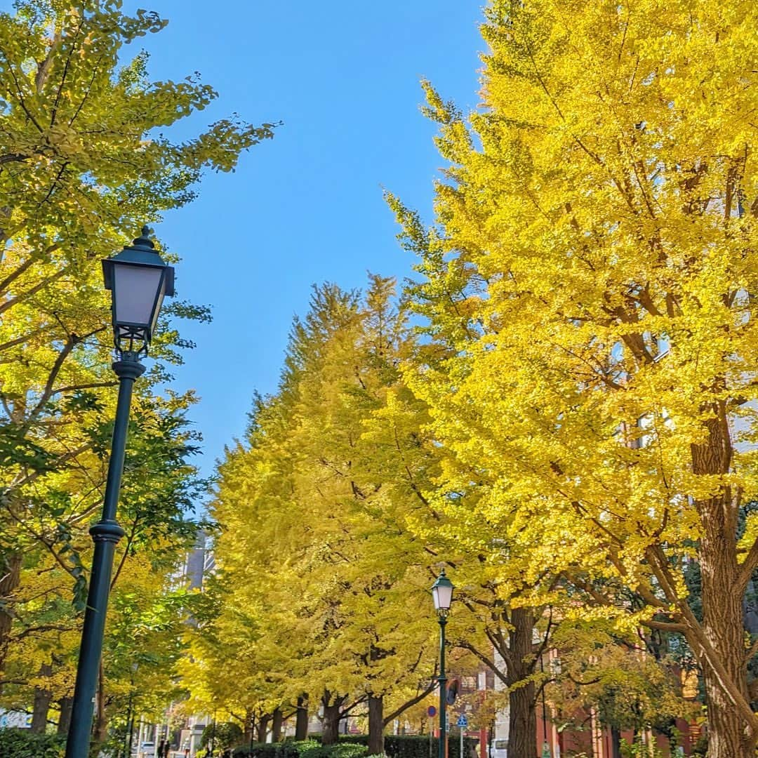 ロイヤルパークホテルのインスタグラム：「⁡ 秋が深まり、だんだんと冬の寒さが近づいてきました。 ホテル周辺では少しずつ葉が色づき、紅葉を楽しむことができます🍁 天気が良い日は、のんびり散策を楽しむのもおすすめです♪ ⁡ ⁡ #ロイヤルパークホテル #ロイヤルパークホテル水天宮 #royalparkhotel」