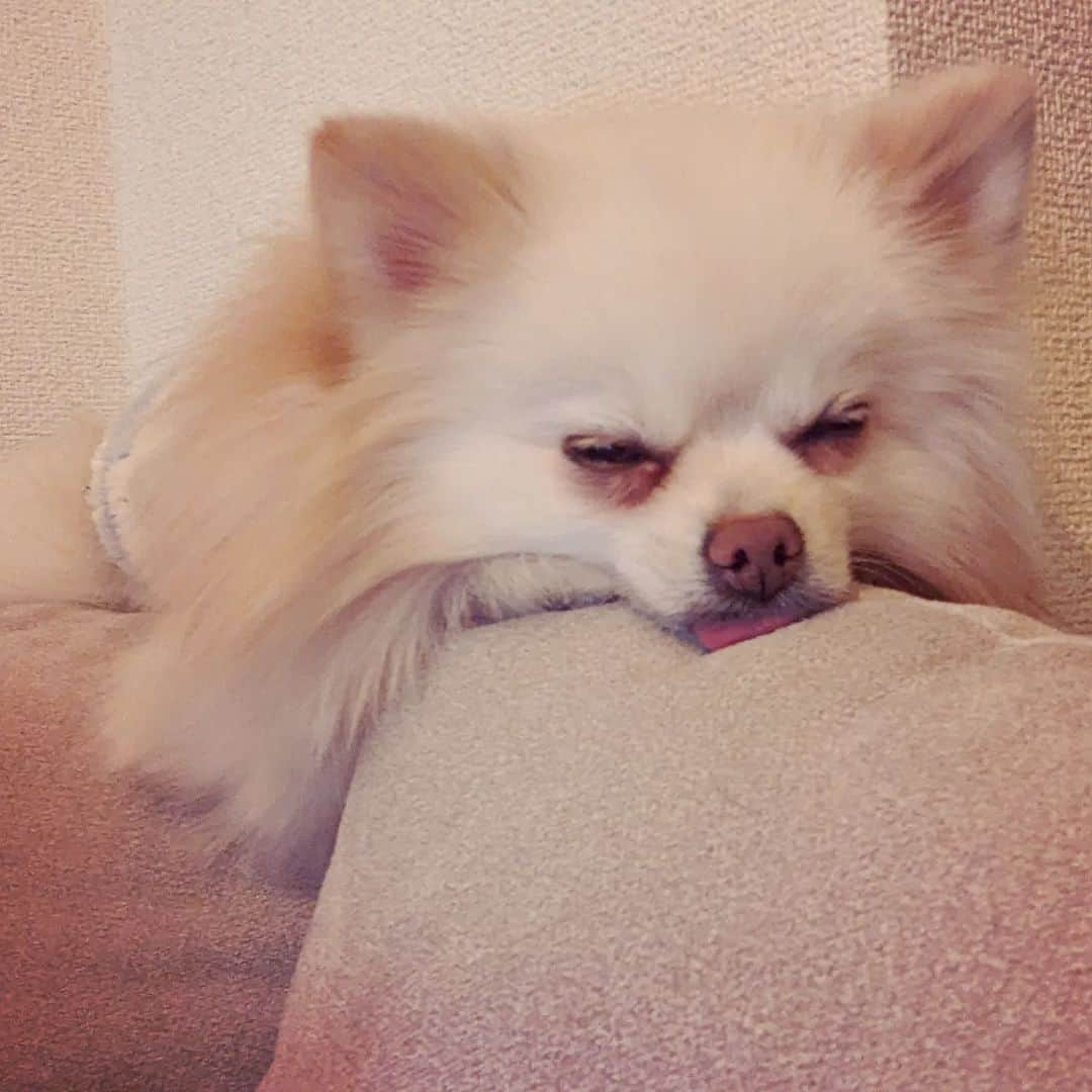 武田航平のインスタグラム：「ポメ×ソファ  猫のようにソファに乗るポメ。 #dogoftheday  #pomeranian  #ポメラニアン #ころ #ベロ」