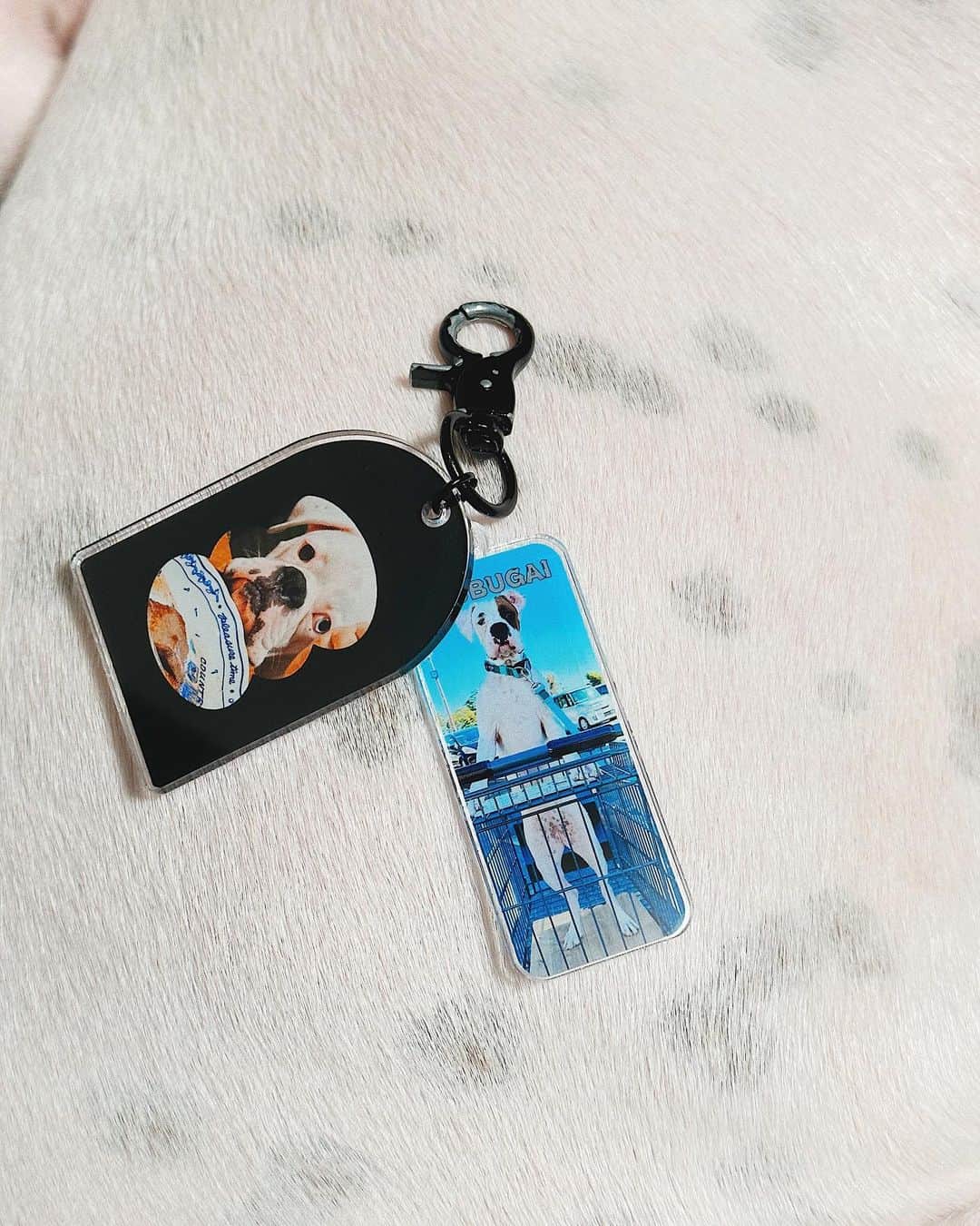 juntowaさんのインスタグラム写真 - (juntowaInstagram)「最近は3匹で散歩行ってます🐶🐶🐶  @acry.fam でまたアクキーとアクリルスタンド作ってみました！  一度にたくさん作れるので 今回はブリーダーさんにプレゼントしようと思って つぶとのキーホルダー作ったよ☺️  たくさんあるのでどこに付けようか悩んじゃう🫨  めかはハーネスに自分の顔付けてみました🙋🏻‍♀️  #ACRY #アクリー #ACRYfam #アクリルプレート#ad #うちの子グッズ」11月26日 19時03分 - juntowa