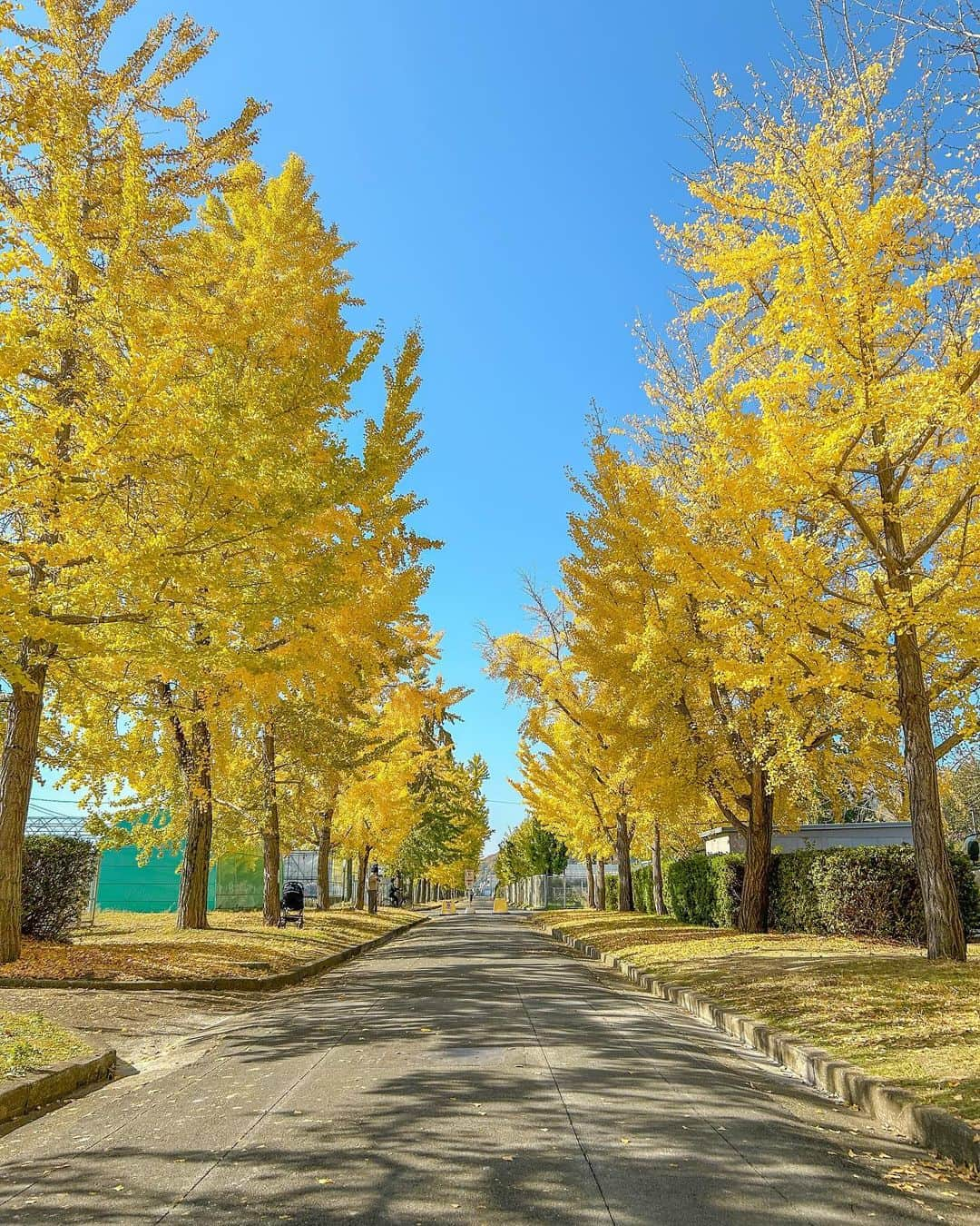 中橋舞さんのインスタグラム写真 - (中橋舞Instagram)「. 人気の銀杏並木スポット✨ 休みの日は たくさんの人でビックリ！！  写真はラスト②枚は 病院帰りに 平日に息子と行った写真☺️ 息子もはしゃいで満面の笑みでした❤️  おかやまマラソン後 若干のロスを感じながら 次の目標大会はないけど 楽しく朝ラン継続👟  午後も 息子が鼻垂れクンのため 走りに行かせてもらいました☺️  キレイな銀杏並木には 匂いのきついギンナンがつきものでした笑  #ランニング #run #running  #ランニング女子 #ママランナー #japanphoto #japanphoto_now  #okayama #ママランナー #岡山ラン #写真で伝えたい私の世界 #銀杏 #銀杏並木 #岡山大学津島キャンパス #走るのが好き」11月26日 18時57分 - mai_nakahashi