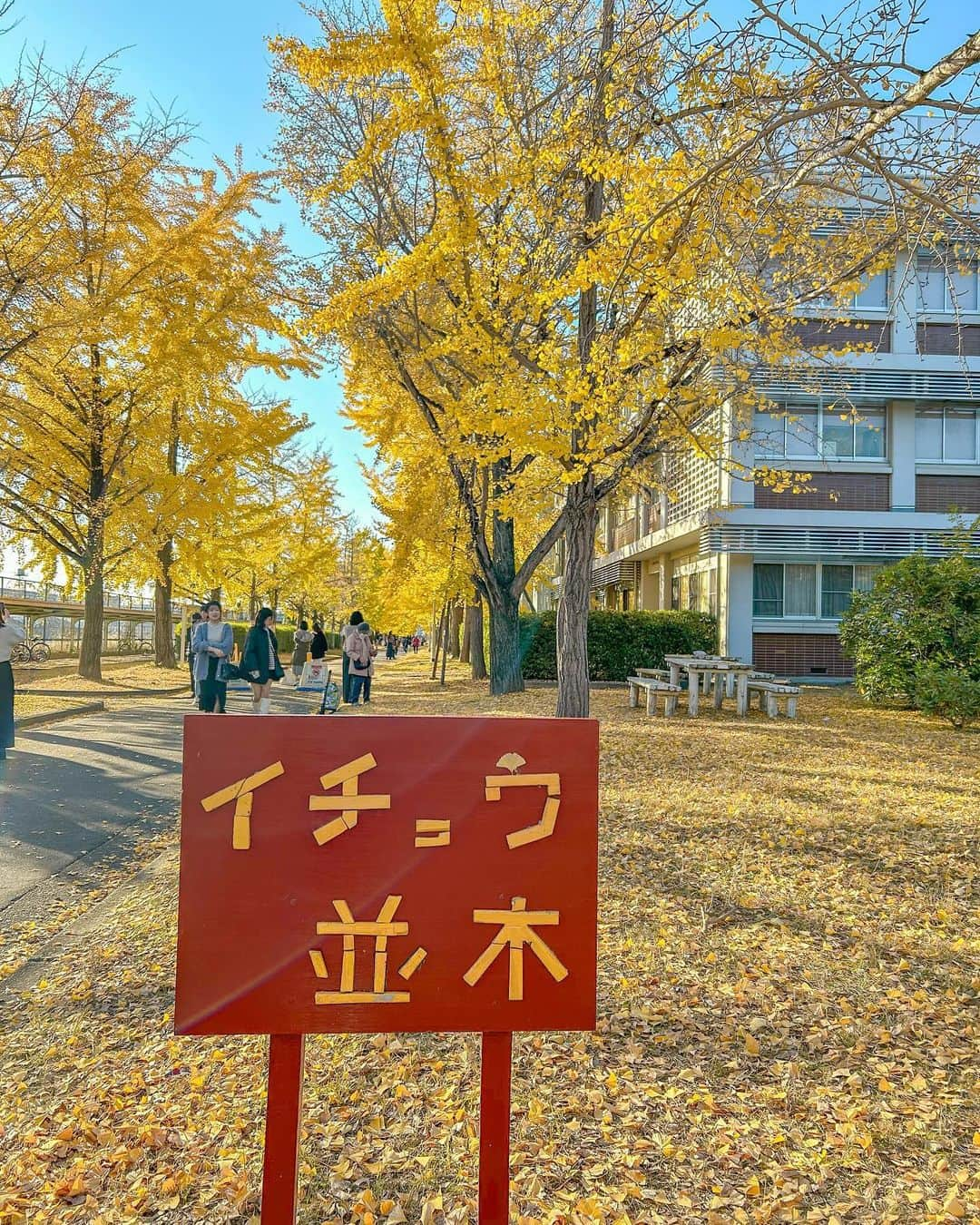 中橋舞さんのインスタグラム写真 - (中橋舞Instagram)「. 人気の銀杏並木スポット✨ 休みの日は たくさんの人でビックリ！！  写真はラスト②枚は 病院帰りに 平日に息子と行った写真☺️ 息子もはしゃいで満面の笑みでした❤️  おかやまマラソン後 若干のロスを感じながら 次の目標大会はないけど 楽しく朝ラン継続👟  午後も 息子が鼻垂れクンのため 走りに行かせてもらいました☺️  キレイな銀杏並木には 匂いのきついギンナンがつきものでした笑  #ランニング #run #running  #ランニング女子 #ママランナー #japanphoto #japanphoto_now  #okayama #ママランナー #岡山ラン #写真で伝えたい私の世界 #銀杏 #銀杏並木 #岡山大学津島キャンパス #走るのが好き」11月26日 18時57分 - mai_nakahashi