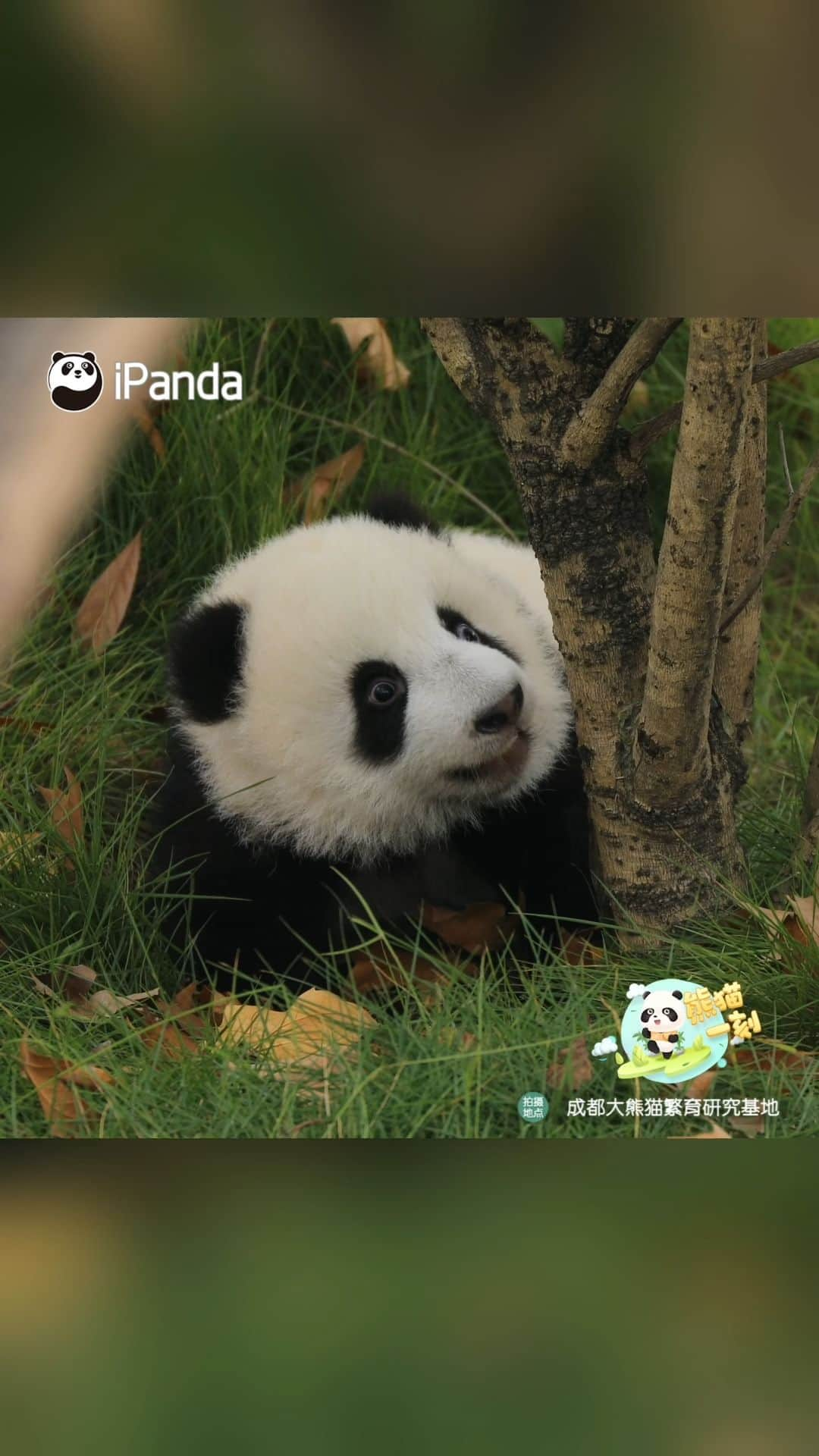 iPandaのインスタグラム：「As panda cub begins to explore the outside world, the nanny's cuddles seem less attractive. 🐼 🐼 🐼 #Panda #iPanda #Cute #HiPanda #BestJobInTheWorld #HowGiantPandasGrowUp #ChengduPandaBase #PandaMoment  For more panda information, please check out: https://en.ipanda.com」