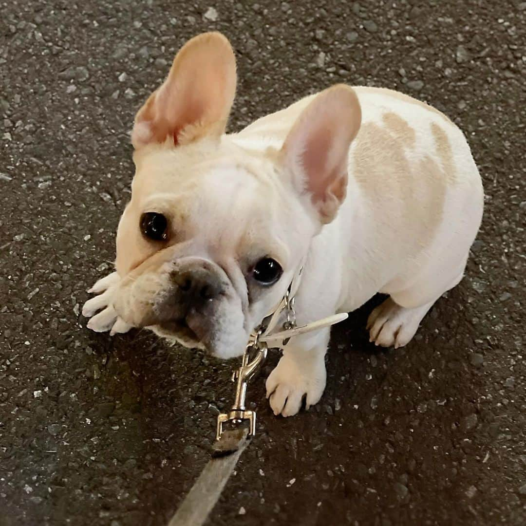 Ham-chanさんのインスタグラム写真 - (Ham-chanInstagram)「今日は寒すぎた😁 ぐーたんは大はしゃぎ🐶✨  #frenchbulldog #frenchie #gouttemps #fawnpied #fawnpiebald #フレンチブルドッグ #フレブル #ぐーたん #フォーンパイド #ハニーパイド」11月26日 19時15分 - hide_ham_tank