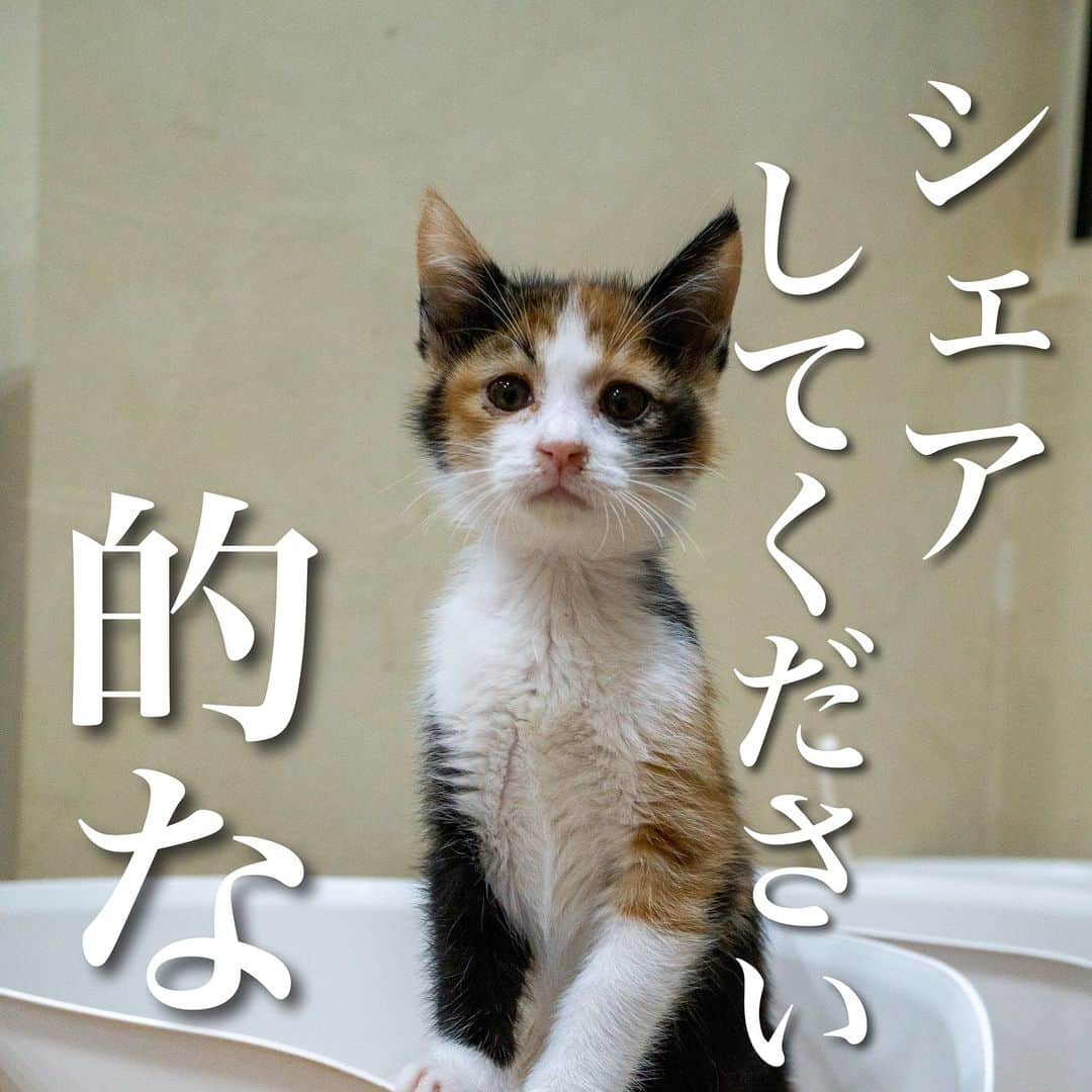 猫カフェきぶん屋さんのインスタグラム写真 - (猫カフェきぶん屋Instagram)「沖縄の件シェアしてください的な  しょっちゅうシェアしてくださいという旨のメッセージがきてます。 シェアしない一番の理由は過去に苦い思い出があるから。  8年前、とある動物愛護センターに収容されている子猫が週末殺処分予定で、それを止めるためにシェアしてくださいという旨の投稿をシェアしてほしいと言われて当時5万フォロワーくらいのFacebookページでシェアしたら、その動物愛護センターがネット上で炎上して電話が鳴り止まず業務に支障が出てしまいました。 詫びに行って真相を聞くと、殺処分の予定は元々ないしどこかで間違った情報が流れているとのこと。 めちゃくちゃ反省しました。 伝言ゲームでどこからか事実ではない情報になっていたのです。 僕はシェアをする時は事実の確認と、反対側からの立場の意見や趣旨を聞いてから判断します。  逆にデマを流されて炎上したこともあります。 なぜか父子家庭で育っていたことになってたり訳のわからない話に。 コメント欄がまあ憎いこと。 芸能人が自殺に追い込まれる気持ちが分かりました。 顔の見えない人たちから誹謗中傷される怖さを知る人はそう多くはないでしょう。  前置きはここまで。 本題に入りますと、最近SNSでよく見かける沖縄県の餌やり禁止条例を食い止めろ的な投稿。 シェアしてくださいがメッセージ来るんです。  第13条 何人も、飼い主のいない猫に対し、県または市町村が定める方法によらず、給餌または給水を行ってはならない。  この条例案を見てどう読み取るかは人それぞれ。 僕は今年沖縄の動物愛護を勉強しに行ってどんな状況かを確認したので、行政がむやみに餌やりをする人を減らして、猫が繁殖することを食い止めて適切な餌やりをすることで殺処分を減らしたいからこういう条例をつくろうとしていると感じました。 実際電話して聞いてみたら、地域猫に餌やりをするなというわけでもなく、置き餌して周辺環境を汚さないように迷惑にならない餌やりはオッケーで、繁殖する猫を減らしていきたいとのこと。 条例に対してはもう少し補足が欲しいなと思ってます。  SNS上では『行ってはならない』という部分が強調されて削除を求めますというような投稿がほとんど。 その読み取り方も人それぞれでそう思うことに対して問題だとは思いません。 適切な餌やりをしている人がやりにくくなるからもっとこういう表現をした方が分かりやすいという案はむしろどんどん聞いてみたい。  条例や法律、憲法というのはある程度柔軟に解釈できるように書かれていて、一例で言えば自衛隊が違憲かどうか解釈の違いでいまだに答えは出ません。 今回の条例も文章を読む人によって色々な解釈の仕方があり、改善の余地はあるので建設的な話し合いをしてより良い条文を作りたいです。  僕が問題視しているのは3点。 まず、シェアしてくださいとメッセージしてきた人に、行政に電話して意図や趣旨を聞きましたか？と問うと電話した人は0。 よくもまぁそんな情報量で僕にシェアしてと言ってきたなと。 僕がそれを鵜呑みにしてシェアして真実と異なれば下手したら訴えられますよ。 なぜ行政の話を聞こうとせずに真実か分からない投稿をシェアできるのか。 ちなみにTwitterでリツイートしただけで元大阪府知事から名誉毀損で訴えられて33万円の支払いを命じられた人もいます。  そして、行政に対しての言葉遣い。 そこそこフォロワーの多い人がデニー◯ねとか行政は頭わいてんのかとか書いてましたが、一線を超えているどころか誹謗中傷です。 有名な人がこの投稿をシェアしてるコメント欄を見ると醜い言葉が並んでます。 行政に対してなら何を言ってもいいのか。 冷静になりましょう。 行政に感情をぶつけた的外れな電話が来週からなくなりますように。  最後に事実と仮説をごちゃ混ぜにしてること。 目の前で餓死しそうな猫に餌を与えたら犯罪になりますとか、この条例が通れば全国の野良猫に餌を与えられなくなりますとか、沖縄県は野良猫の殲滅を企んでいますとか投稿している人を見たのですが、全部仮説（というより一部は妄想）ですよね。 気持ちはわかります。 僕もノネコの問題に対しての沖縄のやり方は問題視してますし、行政に対しての信用がないことも理解できます。 けれど、それと今回とごちゃ混ぜにするから話がおかしくなります。 行政の意図や立場を全く書かずに仮説を事実かのように煽っている人、それに釣られる人、罵声を浴びせる人。  それぞれがこうした方が良いという案を出し合って、より良い案にしていくことが民主主義の醍醐味。 反対意見を伝えることも醍醐味の一つ。 しかし、罵声、恐喝の飛び交うだけのやり取りはクソおもんない民主主義になります。 せっかくの機会なので他の自治体がどのような表現をしていてどうしたらうまくいくのか事例を調べて伝えてみましょう。 めちゃくちゃ勉強になりますよ。  何度も書きますが僕はこの条例に賛成か反対かと言いたいわけでなく意見を伝えようとしている人のスタンスを建設的にしていきましょうと。 僕たちがやってきたいことも行政がやっていきたいことも、生まれてくる猫を減らして殺処分を減らすことなんです。 そして、誰もが殺処分はしたくない。  対立ではなく対話を。」11月26日 19時47分 - nekocafekibunya
