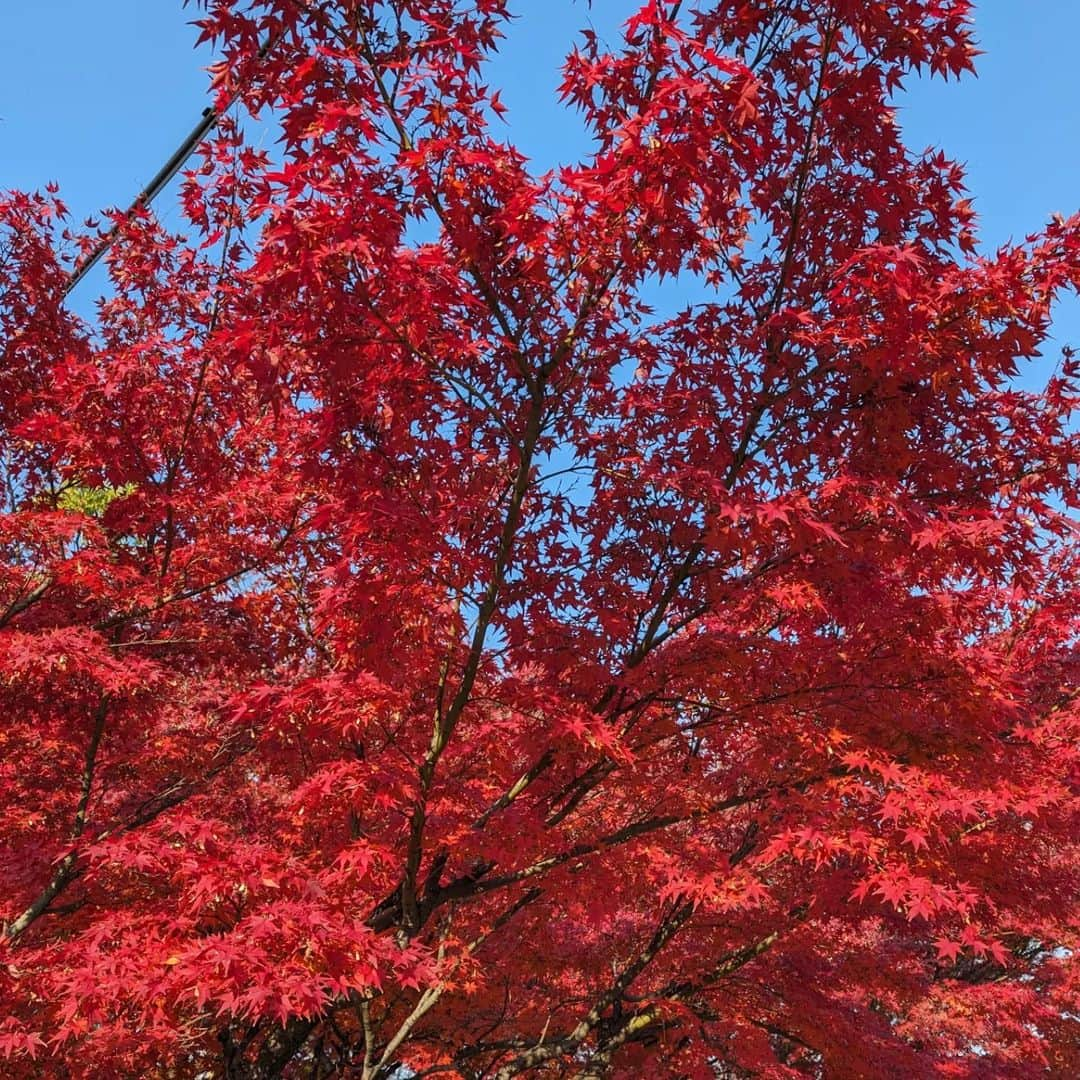 佐藤裕二のインスタグラム：「名古屋市内も、ずいぶん色づいてきましたね🍁  #紅葉 #紅葉スポット #名古屋の紅葉 #モミジ#カエデ #メーテレ#アナウンサー#佐藤裕二  #自撮りおじさん」