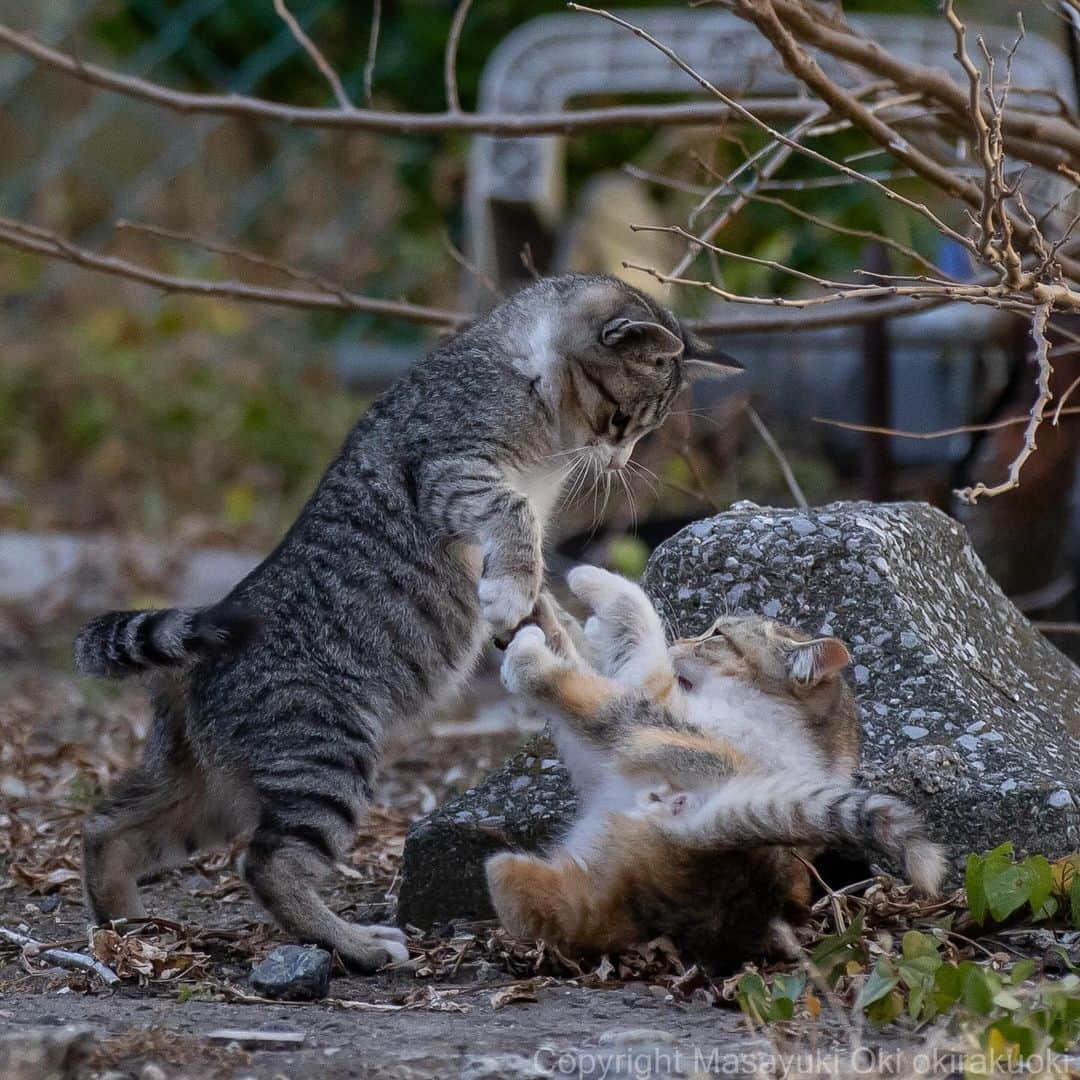 Masayukiのインスタグラム：「地ならしごっこ。  #cat #ねこ #猫 #東京カメラ部 #nekoclub  #yourshotphotographer  #my_eos_photo」