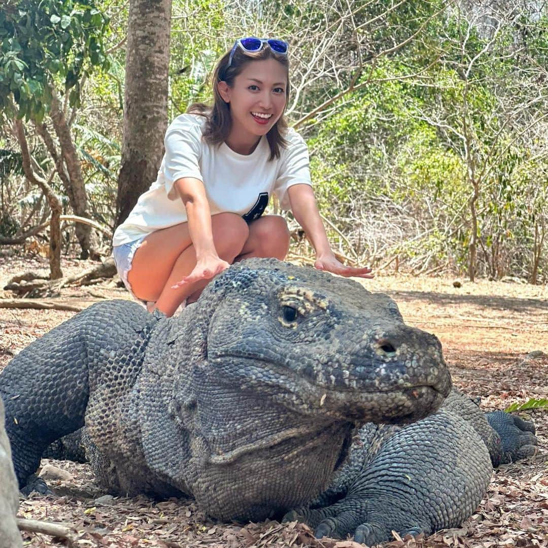 市原彩花さんのインスタグラム写真 - (市原彩花Instagram)「Komodo dragon🐉  コモドドラゴン🐲 猛毒を持つ絶滅危惧種🐊 イッテQでイモトさんと走ってた生き物🐊  船でコモド島に着いたら、必ず武器を持ったレンジャー同行でドラゴンを探しに行くよ🐊 でもレンジャーの武器が長ネギにしか見えない…😂心細い😂(写真5枚目) 毎日何百人ってツアー客が見に来るそう🛥️  基本的には日陰でじっとしてるけど、動き出すと超怖い😂💦 噛まれたら病院行きなのでヒヤヒヤ🙄💦 でも基本レンジャーがいたら大丈夫だそう👌(長ネギすげぇな)  1時間以上島を散策するんだけど、1匹も見れない時もあるんだって🐊 私は7匹見れて、しかも単独行動しかしないはずなのに2匹同時にも見れたりして超ラッキーだったみたい🥰 なんなら船降りてすぐの桟橋の下にいて、えっこんなに普通に人里に居るの！？ってびっくりした😂(写真7)  写真はレンジャーが遠近法で撮ってくれるよ📷 本当は数メートル後ろに離れてる🐊  昨日投稿したピンクビーチのツアーとセットになってるよ😙 次の投稿でまた詳しく載せるね👌 ストーリーハイライトにもたくさん載せました🐲  炎天下の中歩くので、日傘持ってくれば良かった〜と思った☀️ 靴も土だらけになるので、汚れてもいい靴で来てね👌  #コモドドラゴン#コモドオオトカゲ#komododragon#komodonationalpark#トカゲ#爬虫類#コモド#コモド島#komodo#komodoisland#インドネシア旅行#インドネシア観光#バリ島 #あーちゃんバリ #あーちゃんコモド」11月26日 21時40分 - ayaka_ichihara