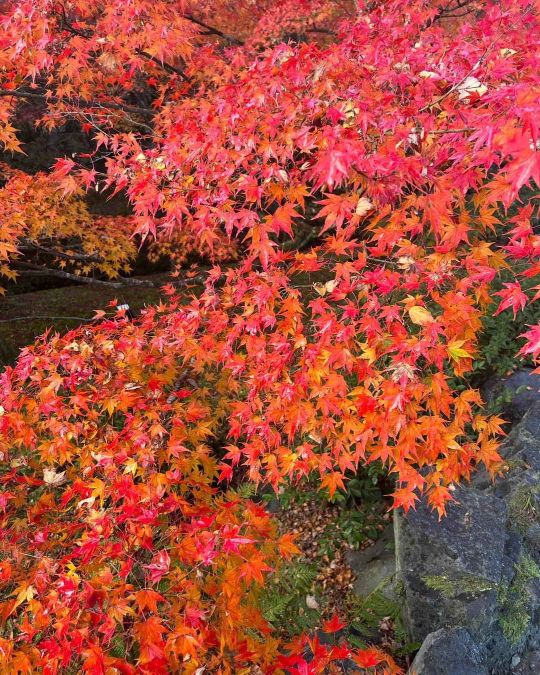 eiko kagamiさんのインスタグラム写真 - (eiko kagamiInstagram)「秋の京都🍁  知らなかったところに沢山行けて 本当に素晴らしいところばかりで、 心洗われっぱなしの旅でした♡  写真5枚目は数珠の元の実で魔除けとも言われているんだって。 神社に落ちていたらしく、案内してくれた方がくれました😍🍂  また行けるようにがんばろう！！ . . ところで旅行から帰宅後って必要以上に 掃除がしたくなるのはなんでだろうか😂 なんで今？ていうところまで笑 昔からなんだけど今日もとにかく隙あらば掃除して すこぶるスッキリした🤣✨ . . . . . #京都#旅行#京都観光#京都紅葉#紅葉 #紅葉シーズン#紅葉ライトアップ」11月26日 21時37分 - eikooo7