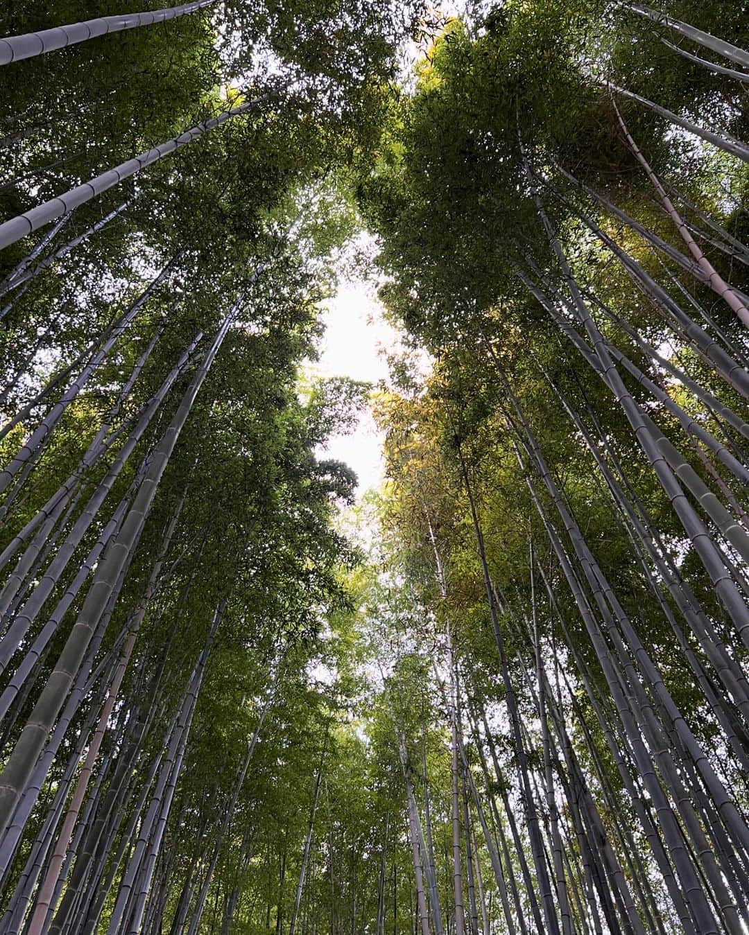 eiko kagamiさんのインスタグラム写真 - (eiko kagamiInstagram)「秋の京都🍁  知らなかったところに沢山行けて 本当に素晴らしいところばかりで、 心洗われっぱなしの旅でした♡  写真5枚目は数珠の元の実で魔除けとも言われているんだって。 神社に落ちていたらしく、案内してくれた方がくれました😍🍂  また行けるようにがんばろう！！ . . ところで旅行から帰宅後って必要以上に 掃除がしたくなるのはなんでだろうか😂 なんで今？ていうところまで笑 昔からなんだけど今日もとにかく隙あらば掃除して すこぶるスッキリした🤣✨ . . . . . #京都#旅行#京都観光#京都紅葉#紅葉 #紅葉シーズン#紅葉ライトアップ」11月26日 21時37分 - eikooo7