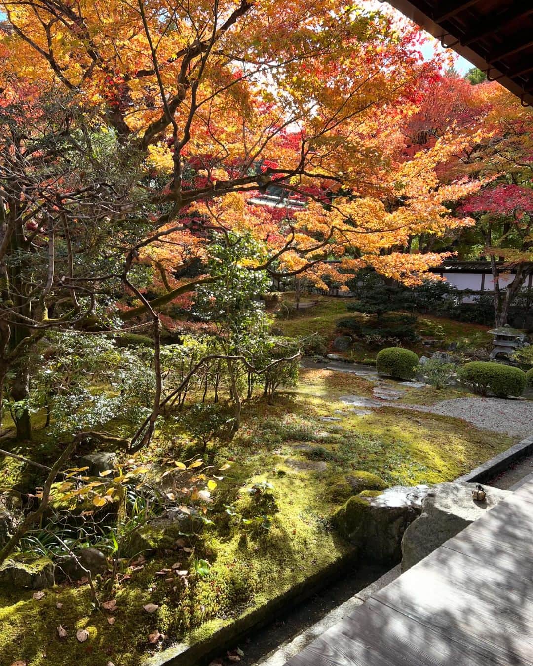 eiko kagamiのインスタグラム：「秋の京都🍁  知らなかったところに沢山行けて 本当に素晴らしいところばかりで、 心洗われっぱなしの旅でした♡  写真5枚目は数珠の元の実で魔除けとも言われているんだって。 神社に落ちていたらしく、案内してくれた方がくれました😍🍂  また行けるようにがんばろう！！ . . ところで旅行から帰宅後って必要以上に 掃除がしたくなるのはなんでだろうか😂 なんで今？ていうところまで笑 昔からなんだけど今日もとにかく隙あらば掃除して すこぶるスッキリした🤣✨ . . . . . #京都#旅行#京都観光#京都紅葉#紅葉 #紅葉シーズン#紅葉ライトアップ」