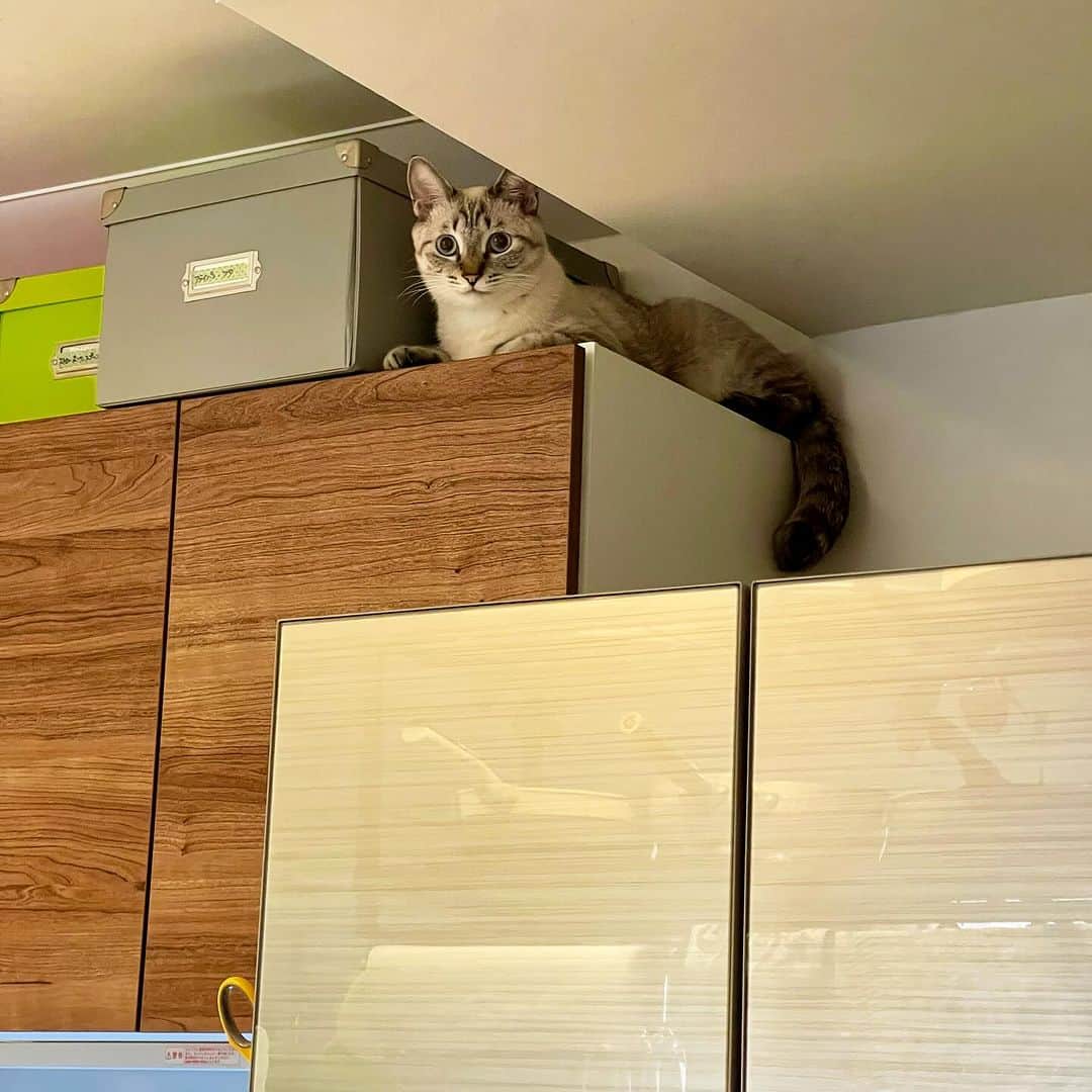 田中要次のインスタグラム：「冷蔵庫〜キッチン棚上登頂 #猫Guri #Bo_nyans #猫のいる暮らし」