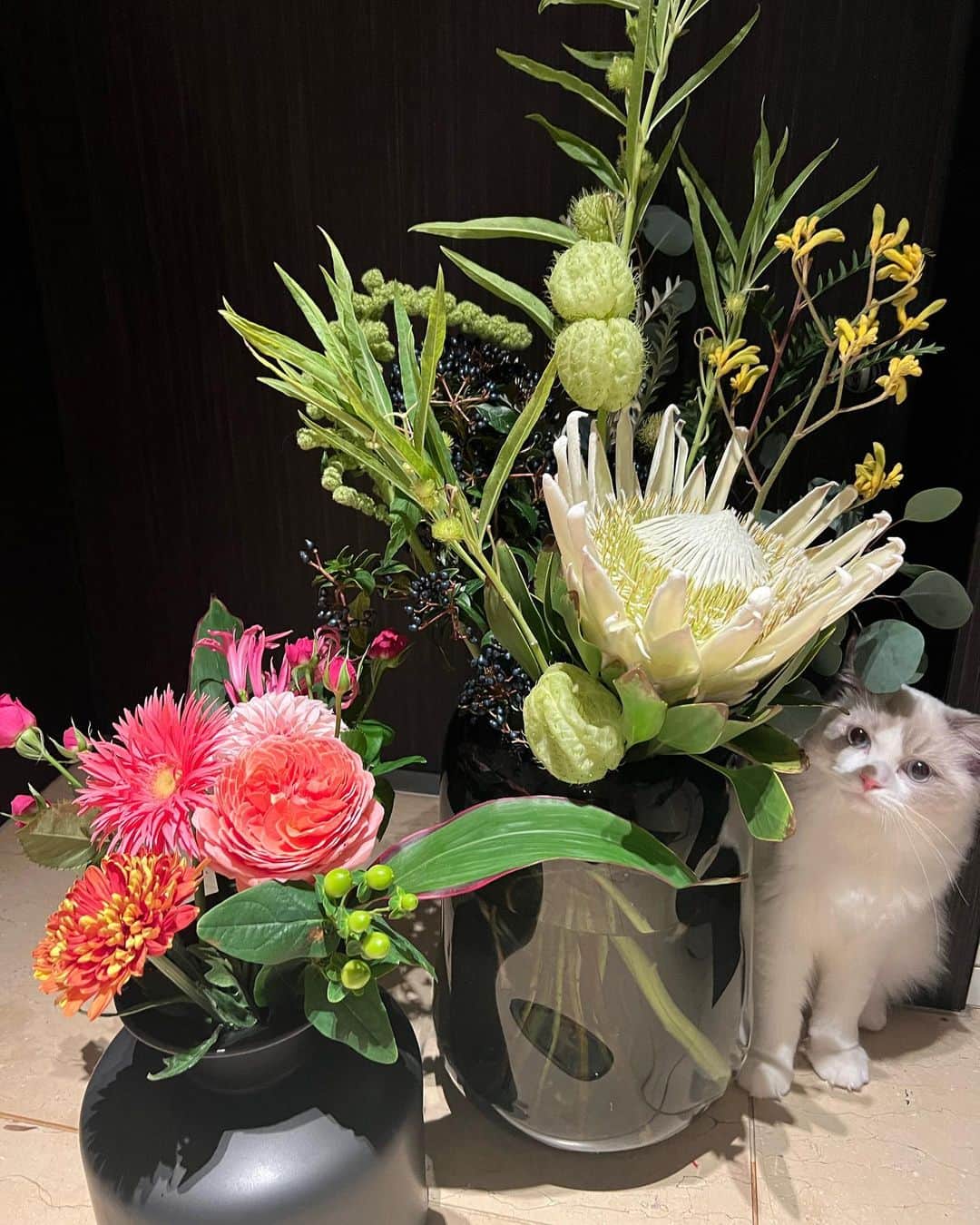 中根麗子さんのインスタグラム写真 - (中根麗子Instagram)「エゴイスト、ラヴィジュール、リエンダ、リリディア、ずっと支えてくれてた大好きな、白井ちゃん💗  離れていても、好きなお花は、一緒💗 最近私の1番大好きなお花💗💗  可愛すぎる💗💗  可愛いお花ありがとう💗💗  白井ちゃんは、スリムムーブプラスとマカロンハイフを施術したよ💗  白井ちゃんも、元からスタイル良いけど、さらに、スタイルアップ💗💗  ありがとう💗💗  @variesprime  #beautysalon  #reikonakane #flower #cat  #エステ #痩身 #スリムムーブ #スリムムーブプラス #マカロンハイフ #マカロンスタンプ #ハイフ #お花 #猫」11月26日 21時47分 - reiko_nakane