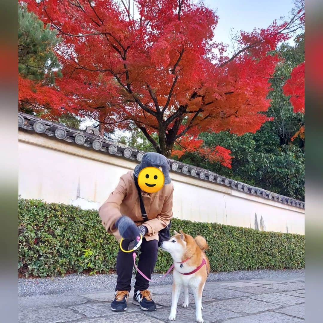 ハナとソラのインスタグラム：「こよの散歩道の🍁  11月になっても暖かい日が多くて、 もう紅葉しないまま散ってしまうかも と心配していたのですが…  ちゃーんと紅く色づいてくれました😊  今年もこよと一緒に紅葉を楽しめて良かった❤️ でも、 「ほらこよ、カメラ見て」 全くカメラに視線をくれないこよでした😅  #こよみの京都はんなり散歩 #柴犬こよみ #ここ柴部 #紅葉#🍁」