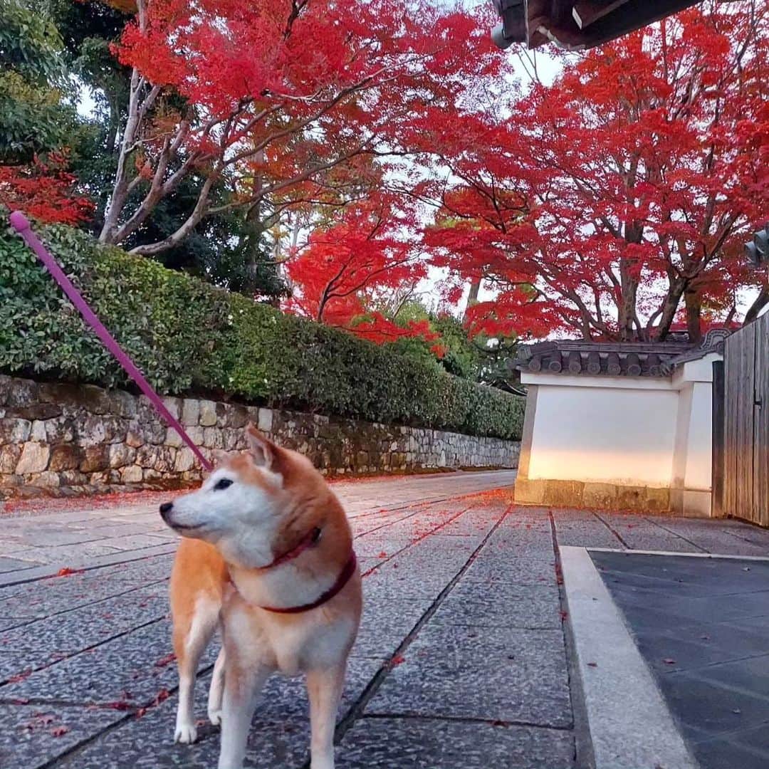 ハナとソラさんのインスタグラム写真 - (ハナとソラInstagram)「こよの散歩道の🍁  11月になっても暖かい日が多くて、 もう紅葉しないまま散ってしまうかも と心配していたのですが…  ちゃーんと紅く色づいてくれました😊  今年もこよと一緒に紅葉を楽しめて良かった❤️ でも、 「ほらこよ、カメラ見て」 全くカメラに視線をくれないこよでした😅  #こよみの京都はんなり散歩 #柴犬こよみ #ここ柴部 #紅葉#🍁」11月26日 21時51分 - nsdikm_hanasora