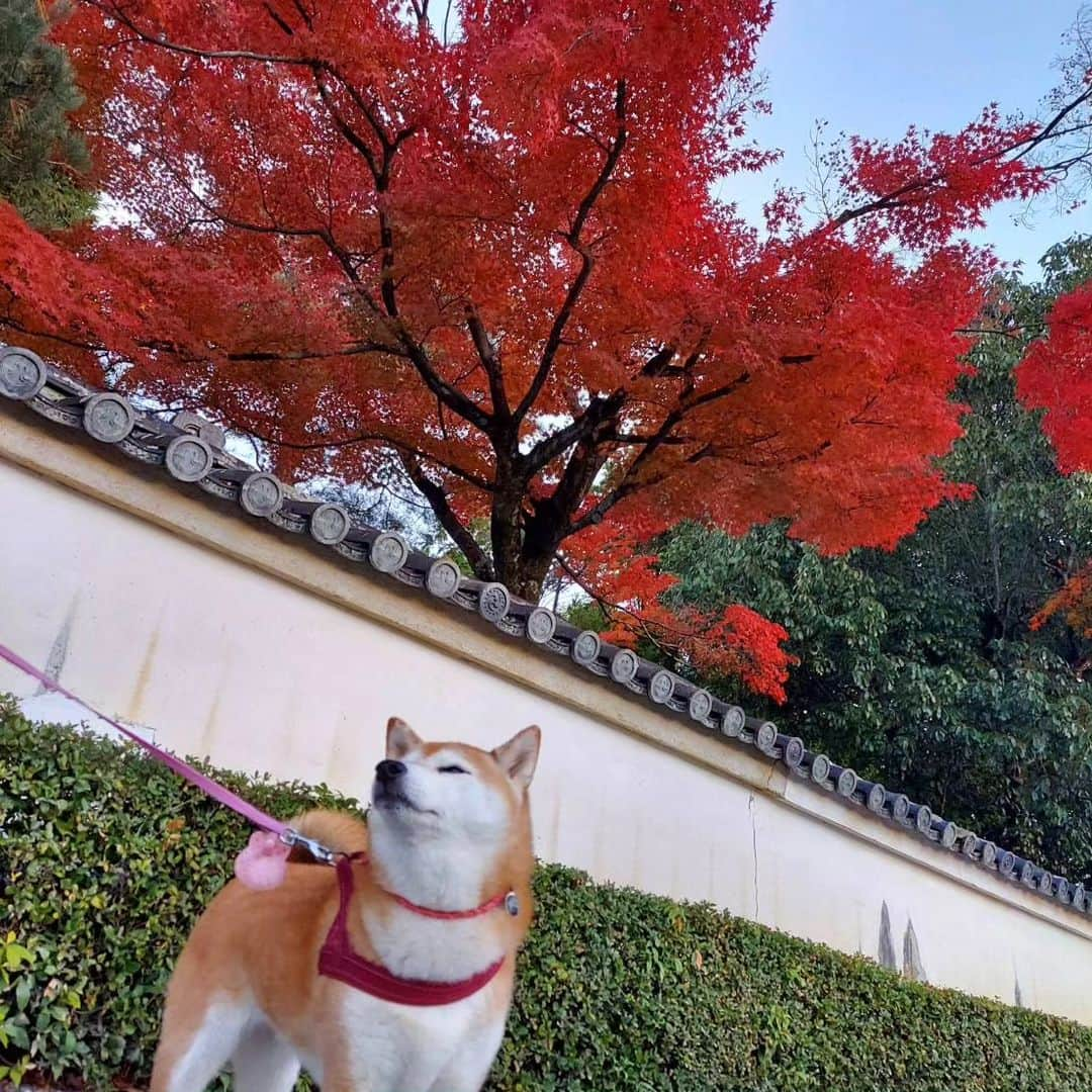 ハナとソラさんのインスタグラム写真 - (ハナとソラInstagram)「こよの散歩道の🍁  11月になっても暖かい日が多くて、 もう紅葉しないまま散ってしまうかも と心配していたのですが…  ちゃーんと紅く色づいてくれました😊  今年もこよと一緒に紅葉を楽しめて良かった❤️ でも、 「ほらこよ、カメラ見て」 全くカメラに視線をくれないこよでした😅  #こよみの京都はんなり散歩 #柴犬こよみ #ここ柴部 #紅葉#🍁」11月26日 21時51分 - nsdikm_hanasora