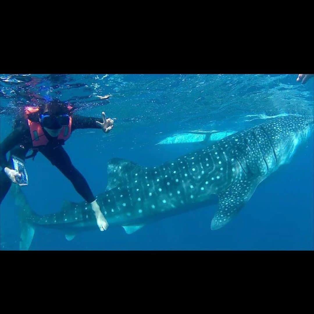 鈴木柚里絵さんのインスタグラム写真 - (鈴木柚里絵Instagram)「I went to Oslob in the Philippines! I swam with whale sharks! フィリピン、セブの語学学校、B'Cebuの週末アクティビティでオスロブ行ってきましたー！ ジンベイザメとツーショット♪だけ期待していたのですが、滝も思いの外楽しすぎました！ Nadé con tiburones ballena🌊  学校→ @bcebu.official 留学エージェント→ @schoolwith_ryugaku  #鈴木柚里絵  #ninjasuzukiyurie  #フィリピン留学　#留学　#セブ　#セブ留学　#留学日記　#留学生活　#英語学習　#bcebu #PR #スクールウィズ  Hello. I’m Yurie Suzuki. I’m Japanese. Please follow me. I’m a voice actress. I’m a ninja. I love learning foreign languages, like English, Spanish, Mandarin, French, Filipino and bahasa Indonesia. I have black belts of taekwondo and Taido. I graduated from the University of Tokyo. My major was Physics. Please subscribe to my YouTube channel.  Twitter, Instagram, TikTok→ @yuriehiyoko English account→ @yuriehiyokoen 日本語→ @yuriehiyokobooks  Español→ @yuriehiyokoesp  bahasa Indonesia→ @yuriehiyokobahasa  Français→ @yuriehiyokofr  中文→ @yuriehiyokonihao  Filipino→ @yuriehiyokofilipino  ＜自己紹介＞ 東大卒忍者声優、鈴木柚里絵です。読書記録などを投稿していくのでよかったらフォローお願いします。 ・予備校通わず非進学校から東大現役合格 ・理系 ・趣味は語学 ・躰道黒帯 ・テコンドー黒帯 ・外務省により欧米に派遣されるコスプレイヤー ・テレビ出演「SASUKE2015」「さんまの東大方程式」「家、ついて行ってイイですか？」「その他の人に会ってみた」「ノブナカなんなん」「リア突WEST」など ・ハッカソン,政策立案コンテスト,ミスコン優勝 ・学生起業 ・養成所入って一年で初仕事の半年後には声の仕事だけで生きてるようになってた ・「ぐんまちゃん」猫忍役「まにまに２」ヘレン役など ・「将来の夢は世界で暗躍する忍者」と言ってたら忍者のスカウトがきて今は忍者鈴木 Twitter、TikTok、YouTubeもやってます。 日常アカウント→ @yuriehiyoko 日本語アカウント→ @yuriehiyokobooks」11月26日 22時06分 - yuriehiyoko