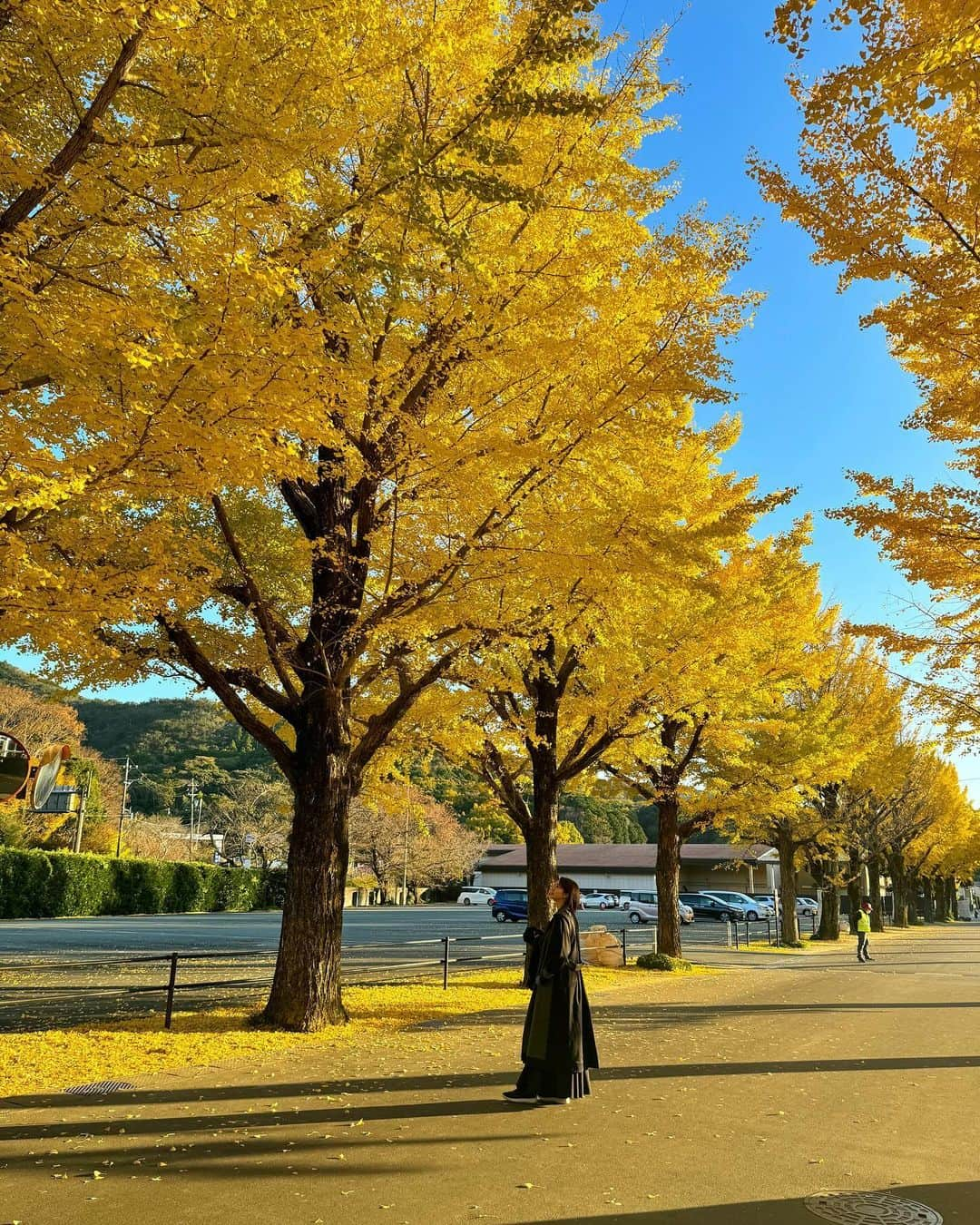 尾崎ななみさんのインスタグラム写真 - (尾崎ななみInstagram)「#三重県　#伊勢  地元民が知る、#内宮 近くの穴場🤩銀杏並木スポット！ 📍神宮司庁 宇治工作所   撮影📸 2023年11月26日 ㅤㅤㅤㅤㅤㅤㅤㅤㅤㅤㅤㅤㅤㅤㅤㅤㅤㅤㅤㅤㅤㅤㅤㅤㅤㅤㅤㅤㅤㅤㅤㅤㅤㅤㅤㅤㅤㅤㅤㅤ ㅤㅤㅤㅤㅤㅤㅤㅤㅤㅤㅤ 場所が分かりづらいのですが…  伊勢志摩スカイライン入り口手前。 県営競技場に向かい、浦田橋を渡って右手側に細い道があります。  車は近くの駐車場に止めて、歩いて行くのが良いかな。 ㅤㅤㅤㅤㅤㅤㅤㅤㅤㅤㅤㅤㅤㅤㅤㅤㅤㅤㅤㅤㅤㅤㅤㅤㅤㅤㅤㅤㅤㅤㅤㅤㅤㅤㅤㅤㅤㅤ ㅤㅤㅤㅤㅤ 2週間前はまだ緑色だったけど、今ベストタイミングで鮮やかな黄色〜💛  車の通りもほぼ無し！人の混雑も無し◎  参拝の帰りに是非寄ってみてね✧︎*。  ㅤㅤㅤㅤㅤㅤㅤㅤㅤㅤㅤㅤㅤㅤㅤㅤㅤㅤㅤㅤㅤㅤㅤㅤㅤㅤㅤㅤㅤㅤㅤㅤㅤㅤㅤㅤㅤㅤㅤㅤ  ㅤㅤㅤㅤㅤㅤㅤㅤㅤㅤㅤ  #三重県#伊勢志摩#伊勢#いちょう並木#伊勢神宮#お伊勢参り#秋の風景#尾崎ななみ#伊勢志摩アンバサダー#💛」11月26日 22時19分 - nanami_ozaki_73