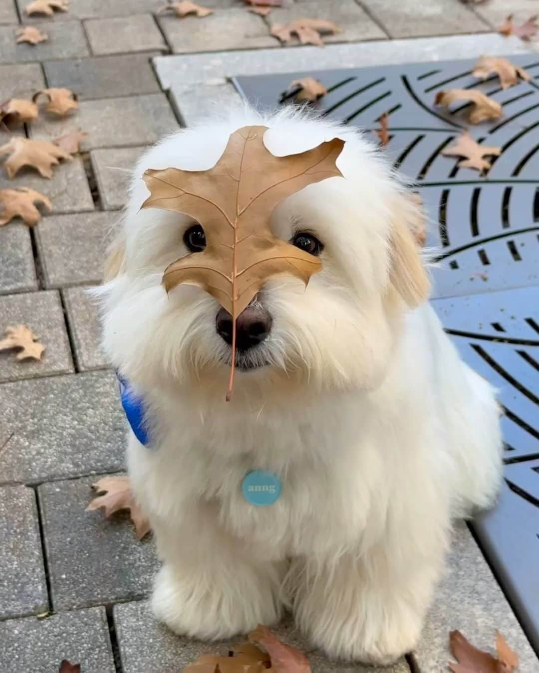 SHEINのインスタグラム：「Q: What's a dog's favorite month of the year? 🤔  A: NovemBARK! 🐶🍁🤣 @coton_anngko  #SHEINinspo」
