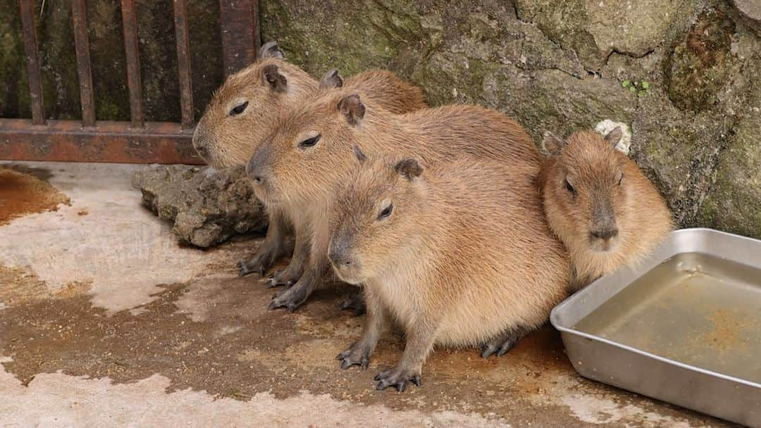 渡辺克仁のインスタグラム：「#カピバラ #水豚 #capybara #伊豆シャボテン動物公園」