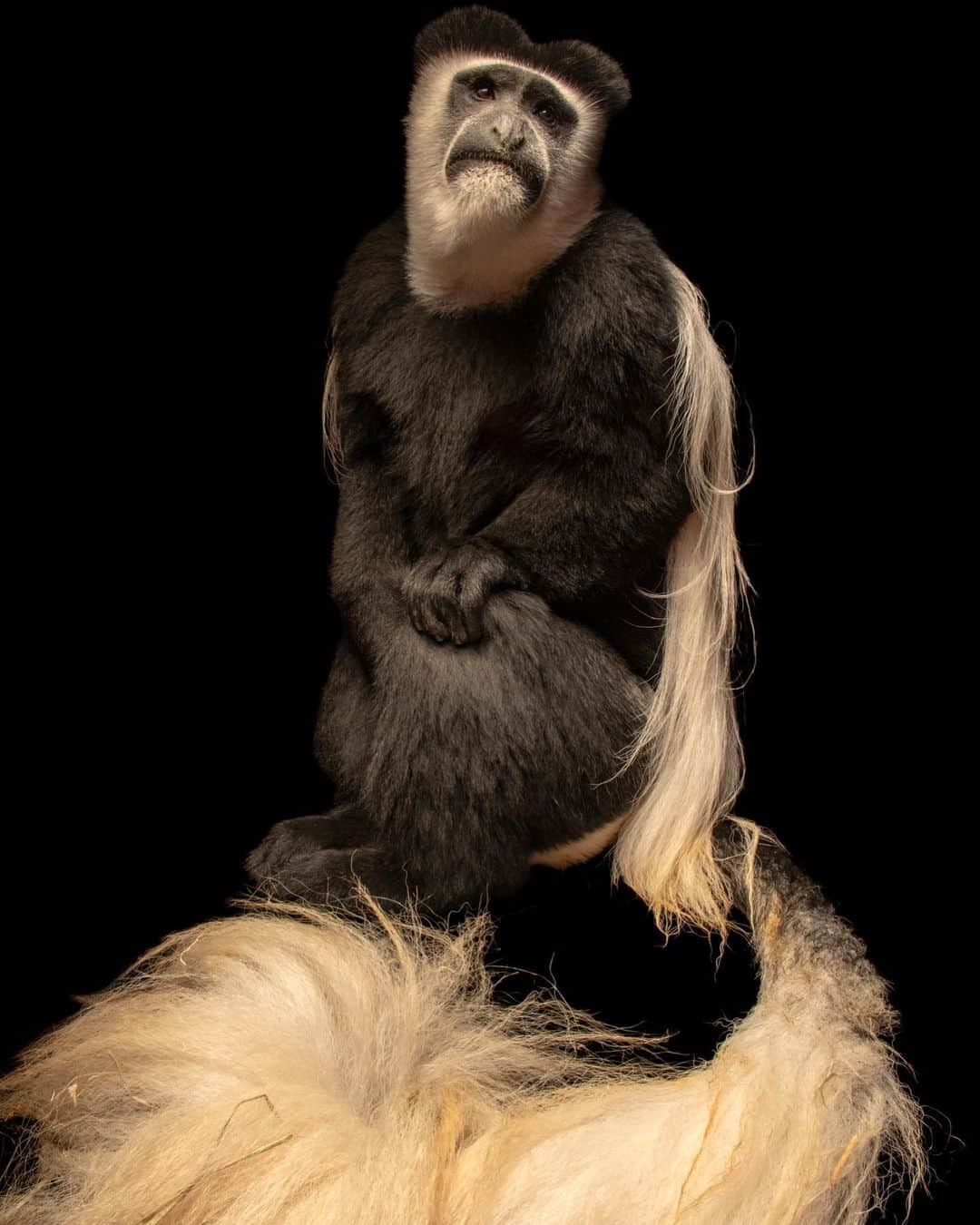 Joel Sartore on X: Meet Samba, a two-year-old northern tamandua