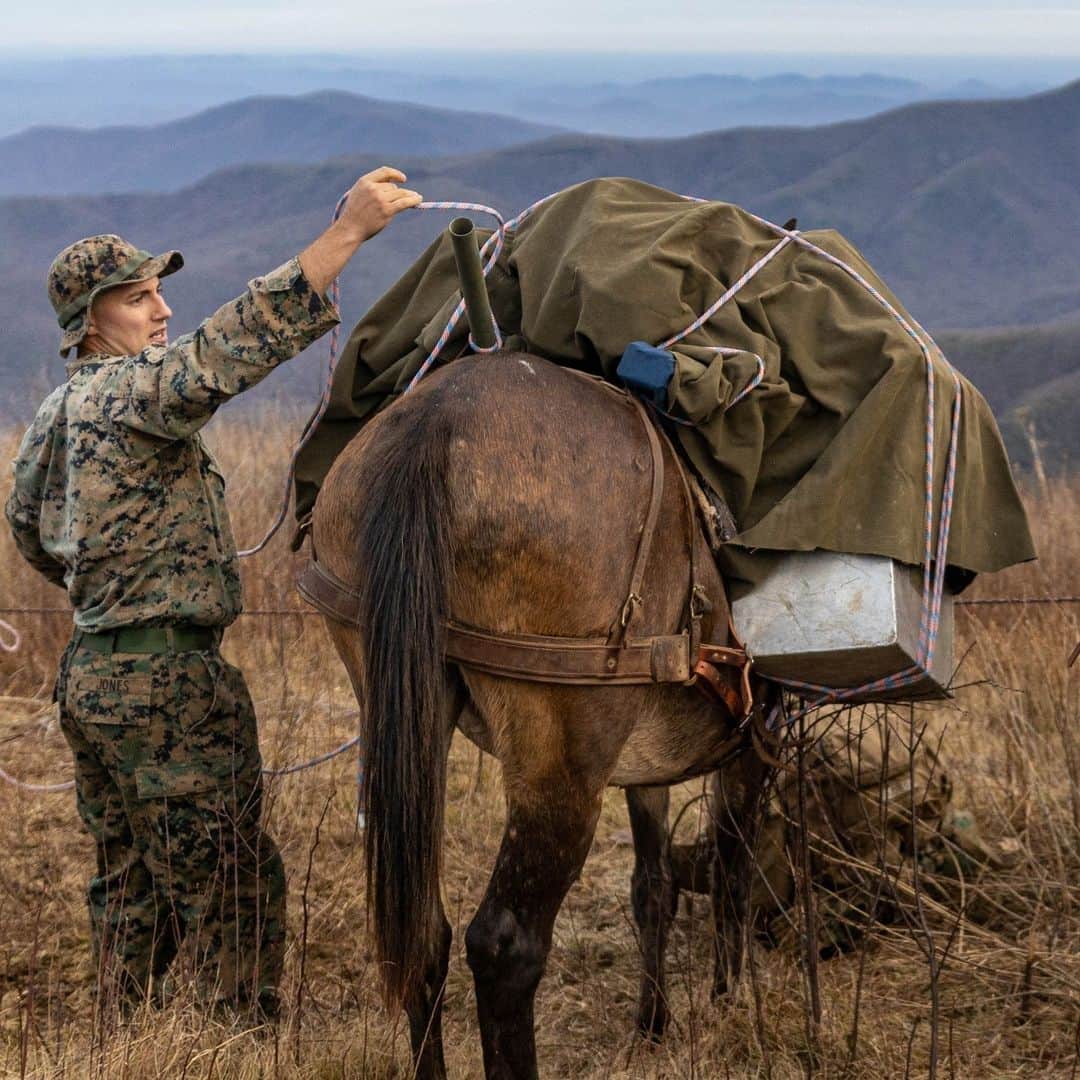 アメリカ海兵隊さんのインスタグラム写真 - (アメリカ海兵隊Instagram)「Don't Play with the Wildlife  📍 Burnsville, N.C. (Nov. 15, 2023)  #Marines with @2ndmlg_marines execute a mule packer’s course.  The mule packer’s course teaches Marines skills that enable them to load and maintain pack animals for military applications in remote and austere environments.   📷 (U.S. Marine Corps Photo by Lance Cpl. Alfonso Livrieri)  #USMC」11月26日 23時00分 - marines