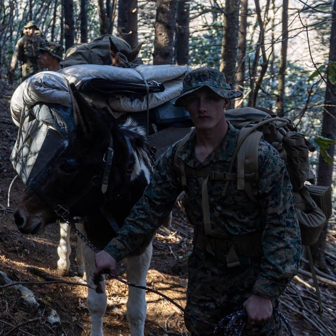 アメリカ海兵隊さんのインスタグラム写真 - (アメリカ海兵隊Instagram)「Don't Play with the Wildlife  📍 Burnsville, N.C. (Nov. 15, 2023)  #Marines with @2ndmlg_marines execute a mule packer’s course.  The mule packer’s course teaches Marines skills that enable them to load and maintain pack animals for military applications in remote and austere environments.   📷 (U.S. Marine Corps Photo by Lance Cpl. Alfonso Livrieri)  #USMC」11月26日 23時00分 - marines