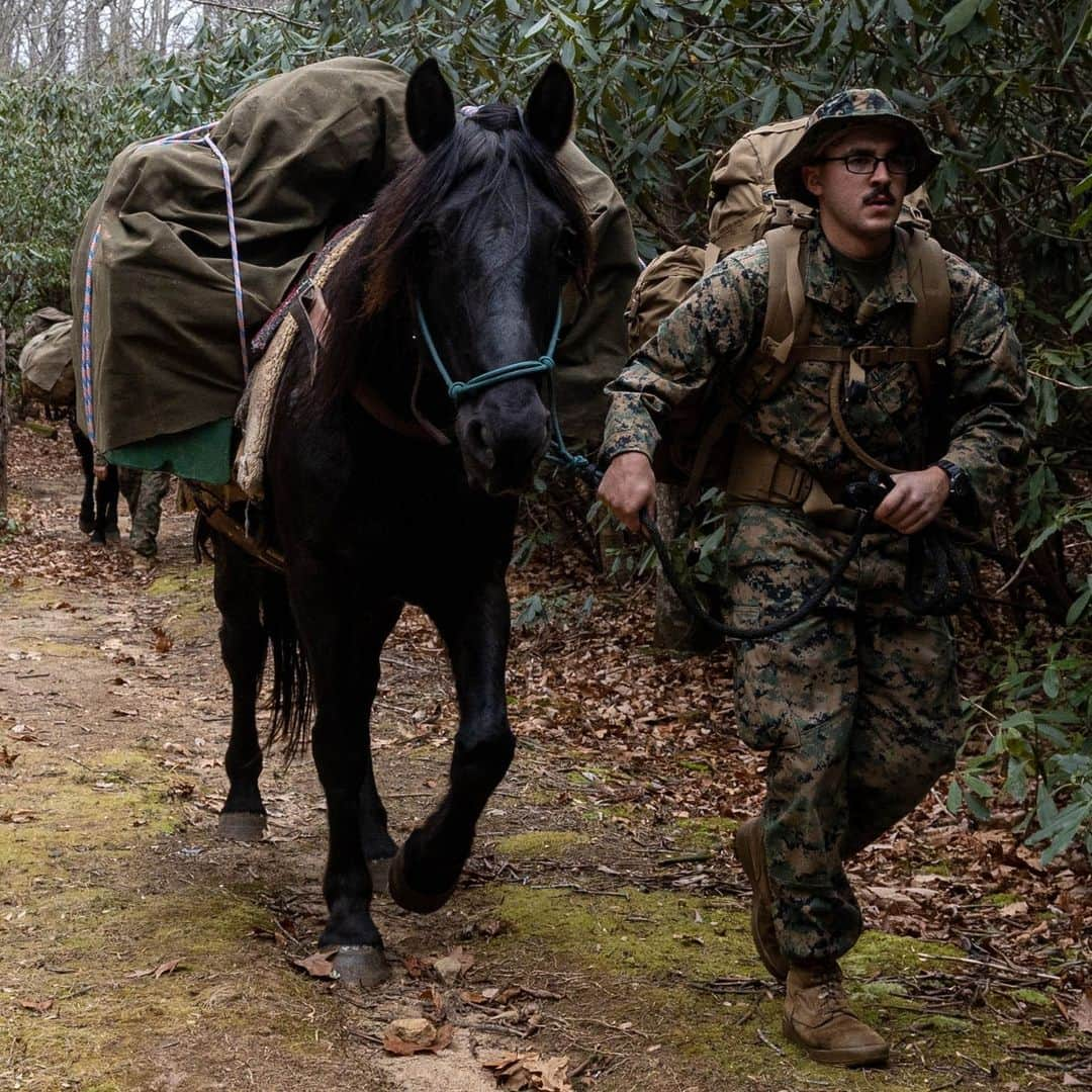 アメリカ海兵隊のインスタグラム：「Don't Play with the Wildlife  📍 Burnsville, N.C. (Nov. 15, 2023)  #Marines with @2ndmlg_marines execute a mule packer’s course.  The mule packer’s course teaches Marines skills that enable them to load and maintain pack animals for military applications in remote and austere environments.   📷 (U.S. Marine Corps Photo by Lance Cpl. Alfonso Livrieri)  #USMC」