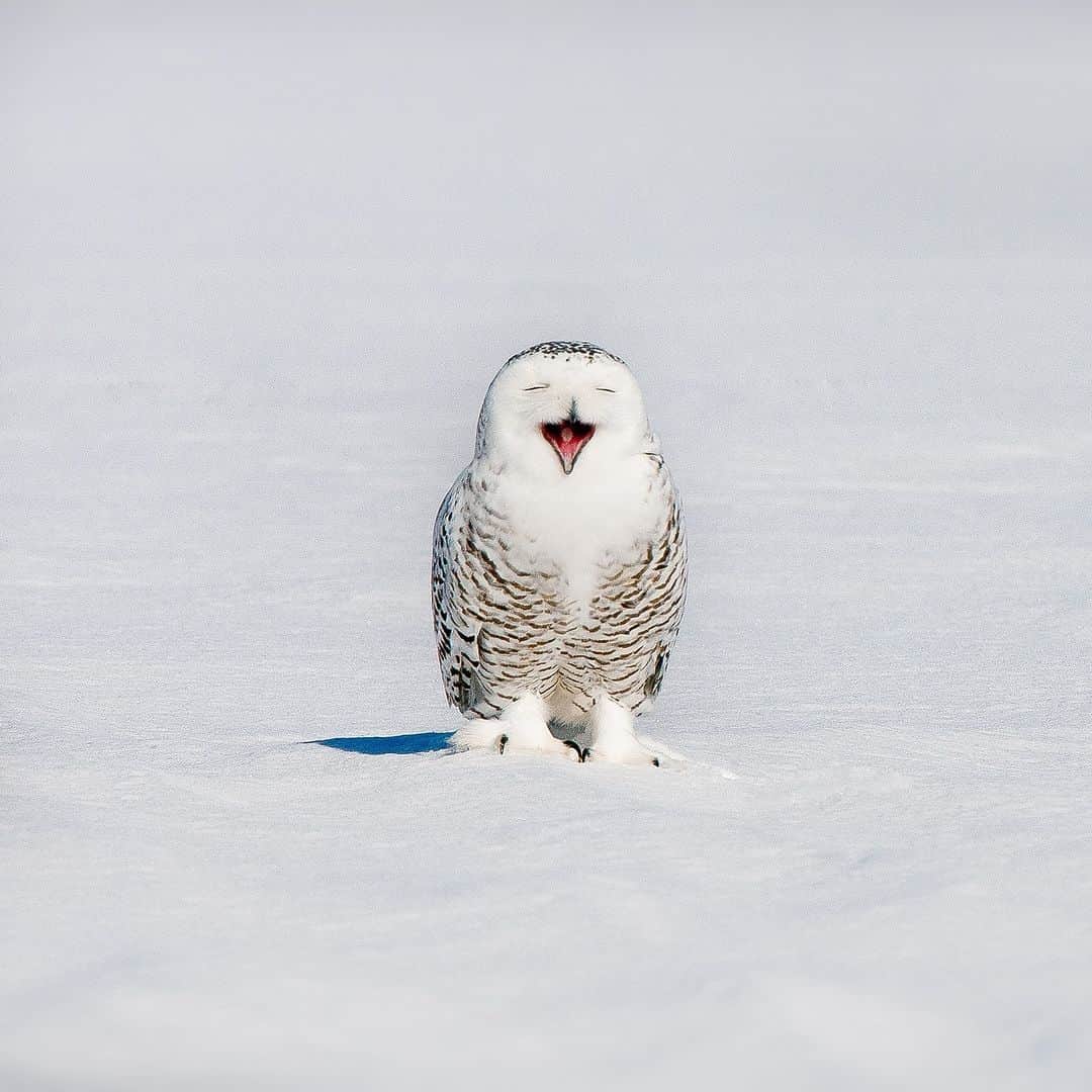 アニマルプラネットさんのインスタグラム写真 - (アニマルプラネットInstagram)「Sunday mood. ❄🦉  📷: Maxime Riendeau  #wildlife #snowyowl #snowseason」11月26日 23時00分 - animalplanet