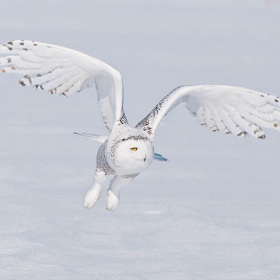 アニマルプラネットさんのインスタグラム写真 - (アニマルプラネットInstagram)「Sunday mood. ❄🦉  📷: Maxime Riendeau  #wildlife #snowyowl #snowseason」11月26日 23時00分 - animalplanet