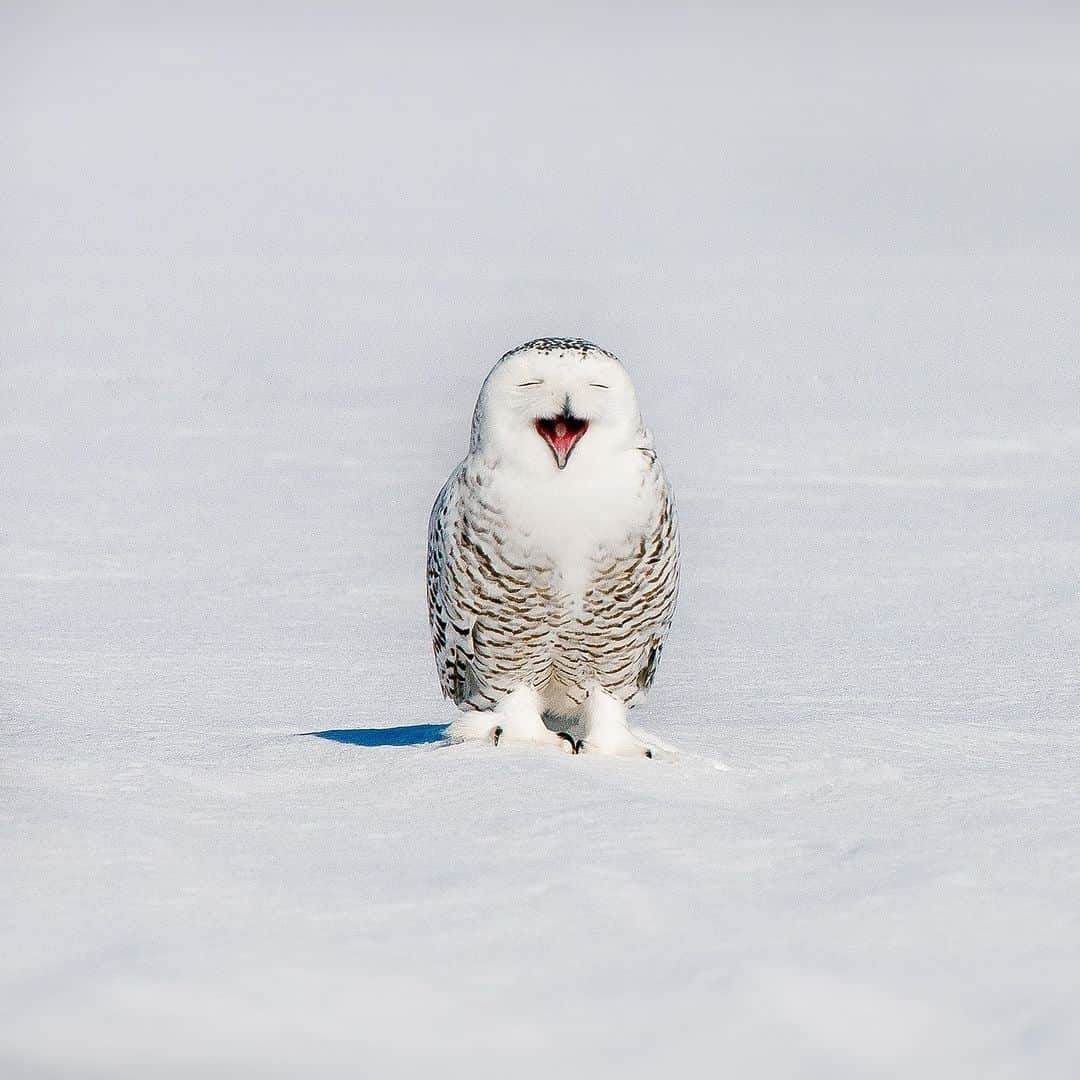 アニマルプラネットのインスタグラム：「Sunday mood. ❄🦉  📷: Maxime Riendeau  #wildlife #snowyowl #snowseason」