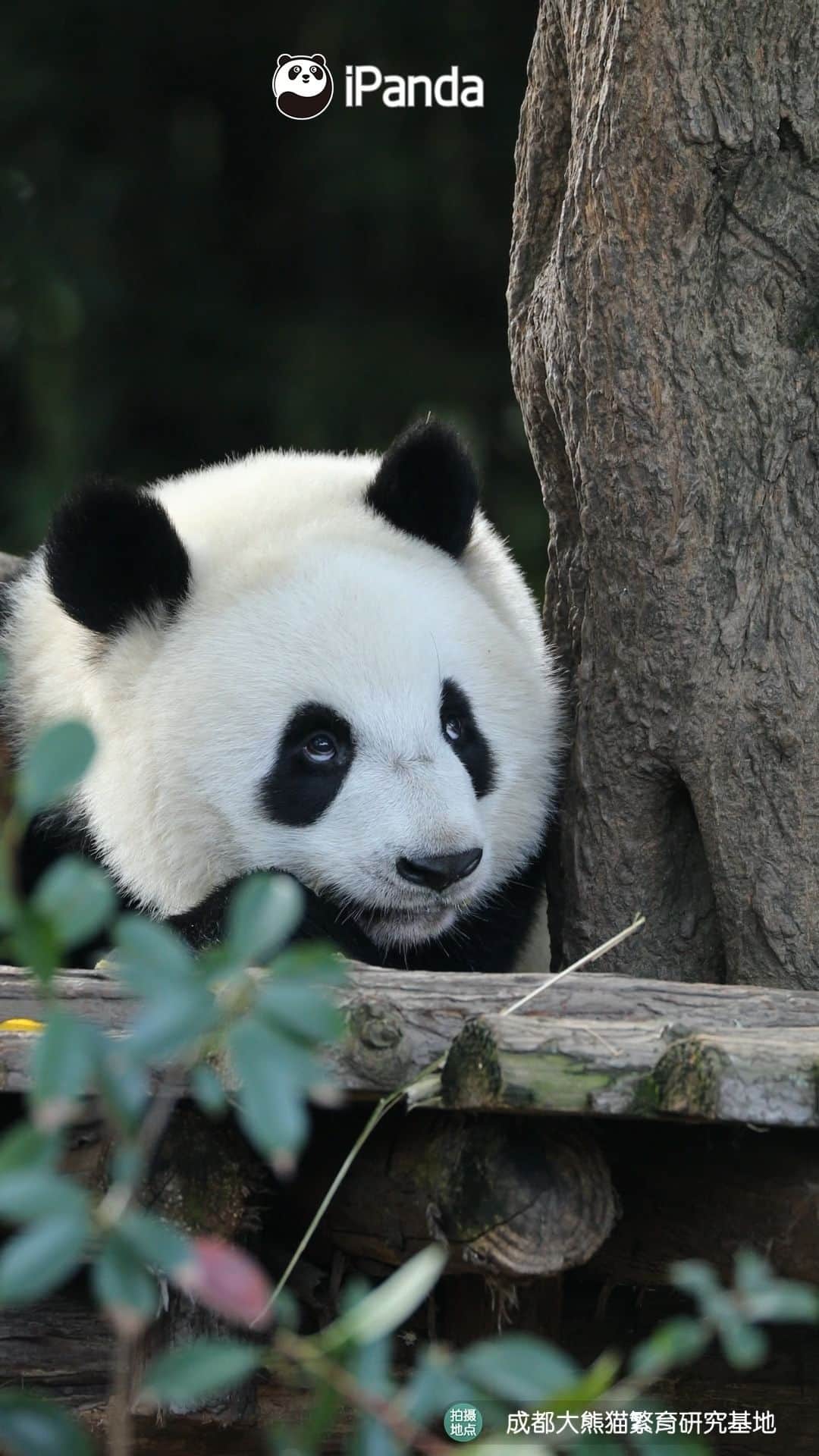 iPandaのインスタグラム：「Pandas look adorable no matter what they do, even rolling their eyes, don't they? (Wen Jing) 🐼 🐼 🐼 #Panda #iPanda #Cute #HiPanda #ChengduPandaBase #PandaMoment  For more panda information, please check out: https://en.ipanda.com」
