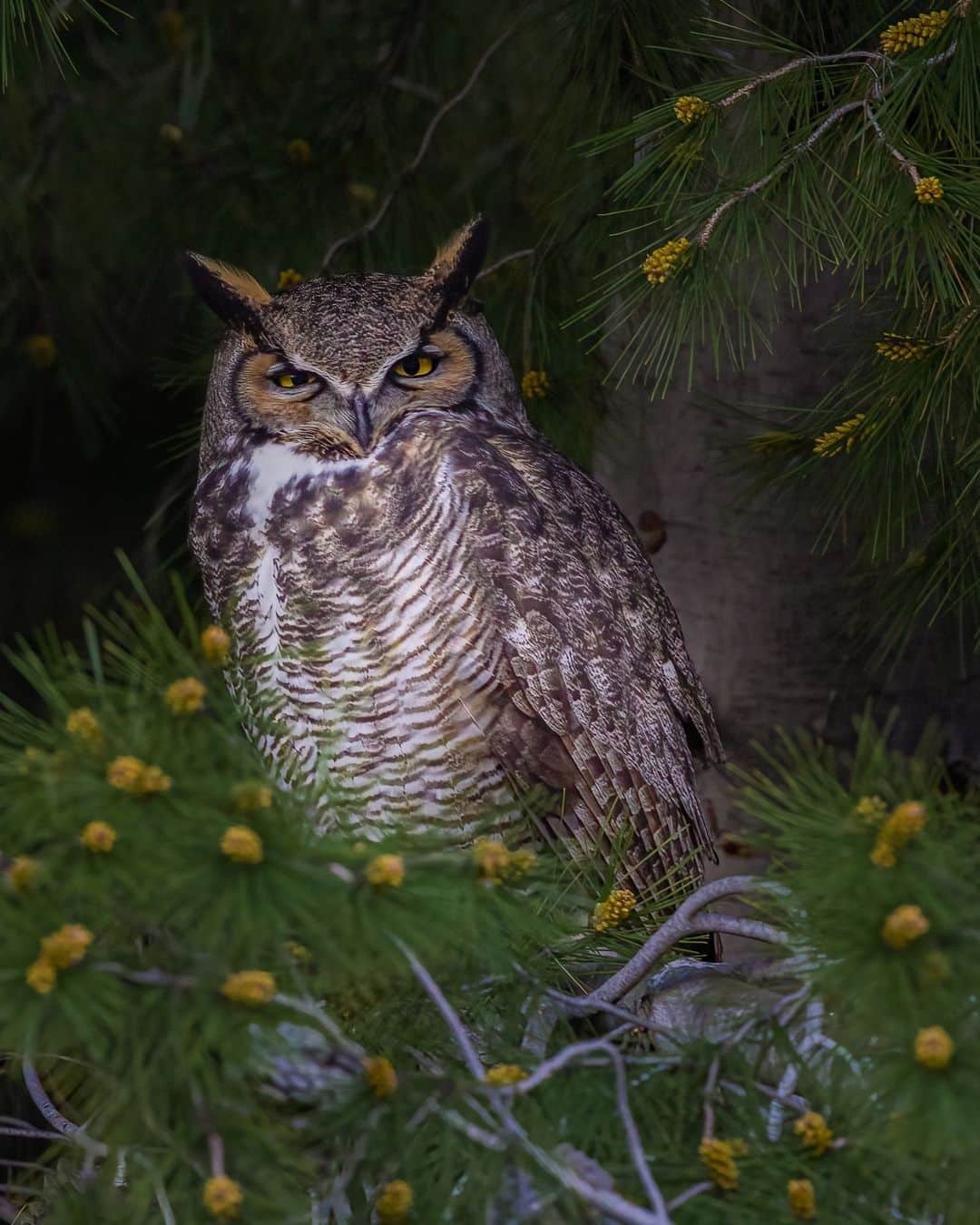 CANON USAのインスタグラム：「Photo by @aylas_nature_photography: "A very special encounter with a great horned owl." #ShotOnCanon🦉   📸 #Canon EOS R5 Lens: RF100-500mm F4.5-7.1 L IS USM」