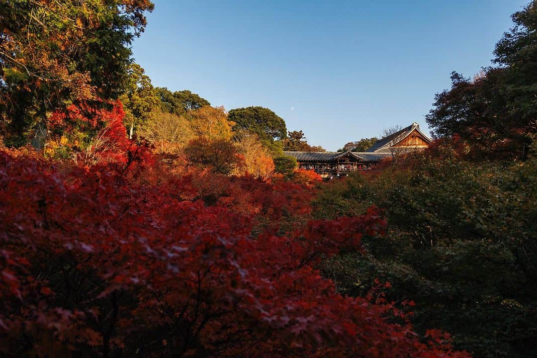 京都いいとこフォトのインスタグラム：「. 東福寺通天橋。 臥雲橋からみた秋の風景。 . The autumn scenery seen from the bridge is beautiful. . Date : 2023.11.23 Location : #東福寺 #tofukuji Photo : @kohei713 .」