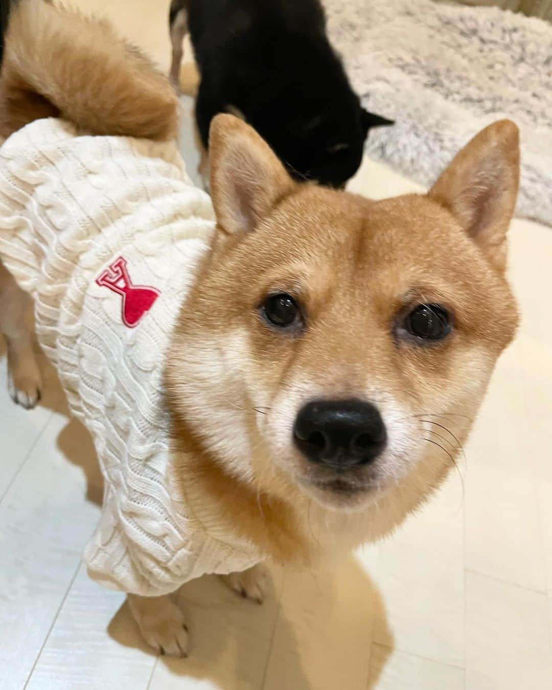 環奈（長沢菜々香の飼い犬）のインスタグラム：「新しいお洋服🐕」