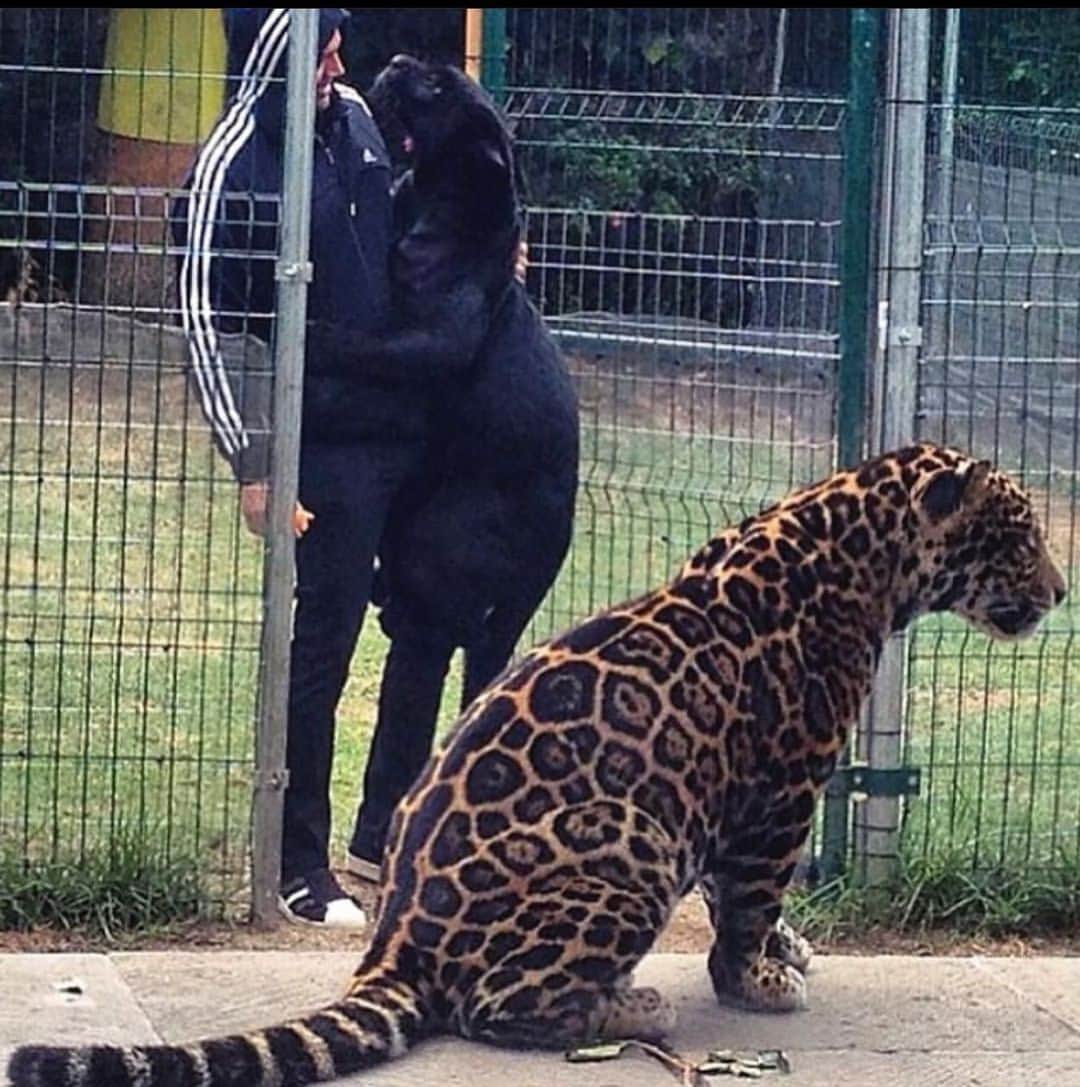 Black Jaguar-White Tiger さんのインスタグラム写真 - (Black Jaguar-White Tiger Instagram)「As simple as this… #PropertyOfCielo #MaTzu」11月27日 0時01分 - blackjaguarwhitetiger