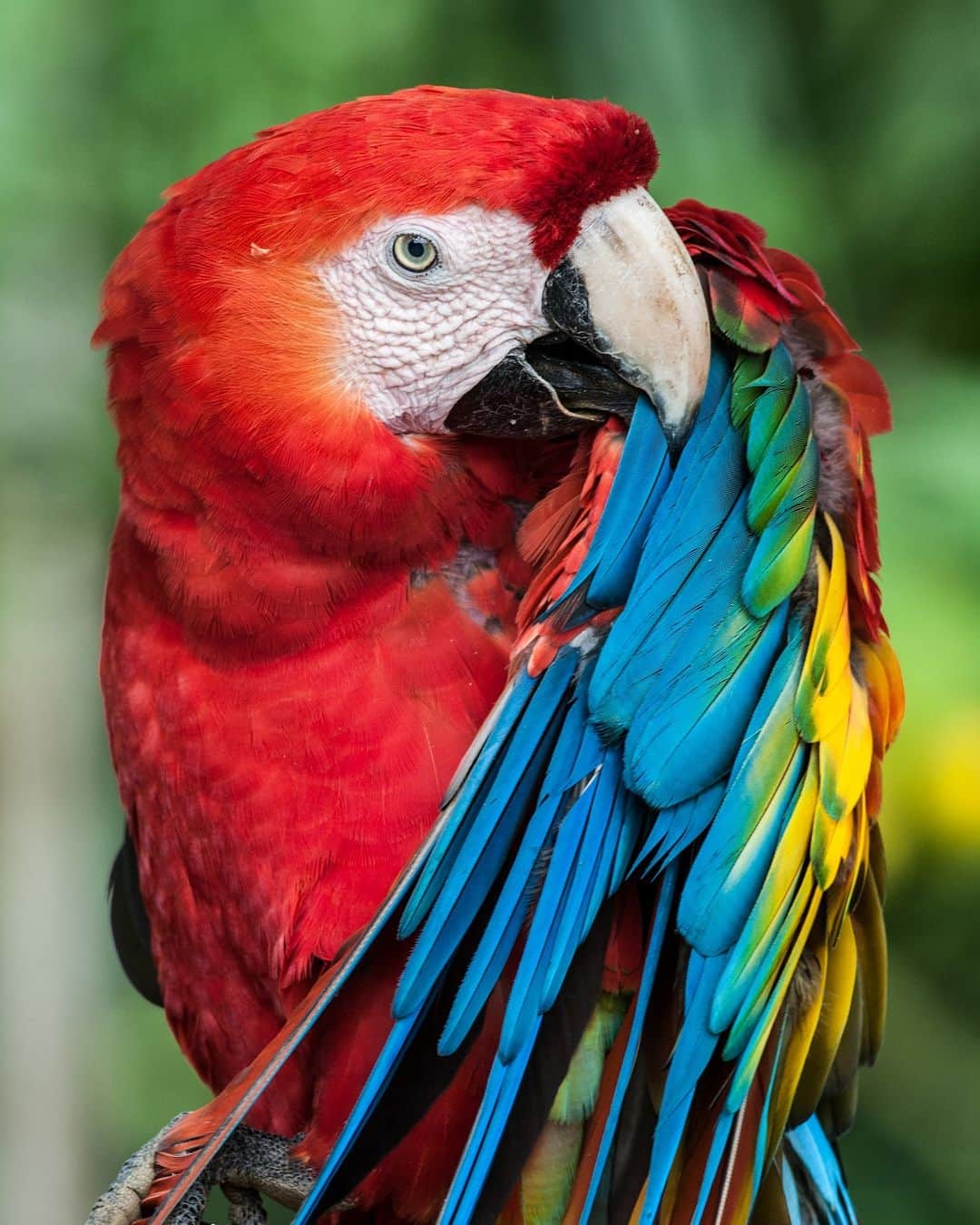 アメリカ自然史博物館のインスタグラム：「Behold the breathtaking Scarlet Macaw (Ara macao). If you say “hi” to this bird... it might just say “hi” right back. The colorful species inhabits tropical forests throughout Mexico, Central America, and South America. It's often seen in flocks, spending its time foraging for fruits and seeds or hanging out in the treetop. Measuring nearly 33 in (83 cm) from beak to tail, it’s one of the largest parrots. Other impressive stats about this bird? It can fly at speeds of 35 mph (56.3 km/h) and live as long as 75 years.  Photo: Jay Warburton, CC BY 3.0, Wikimedia Commons #nature #amazingnature #animalfacts #didyouknow #wildlife #biodiversity」