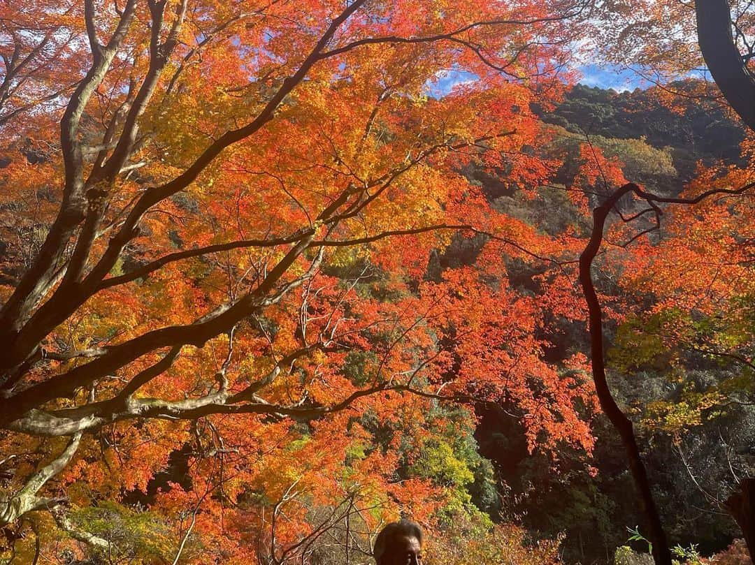 岡安弥生さんのインスタグラム写真 - (岡安弥生Instagram)「秘境に浸る😍🍁✨ #紅葉#秘境#紅葉#リポート#定光寺#リポート#羽鳥慎一モーニングショー」11月27日 0時13分 - yayoin3